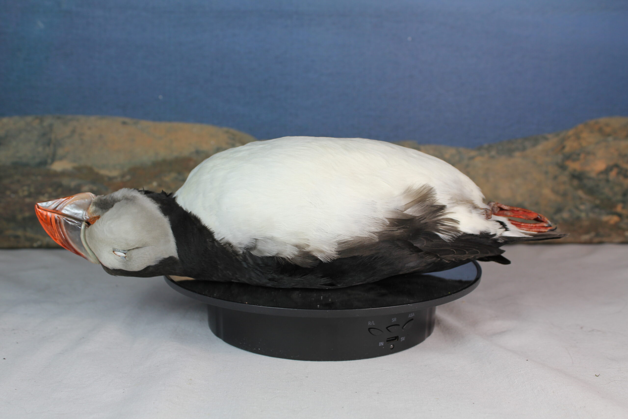 Puffin, Study Skin - Image 3