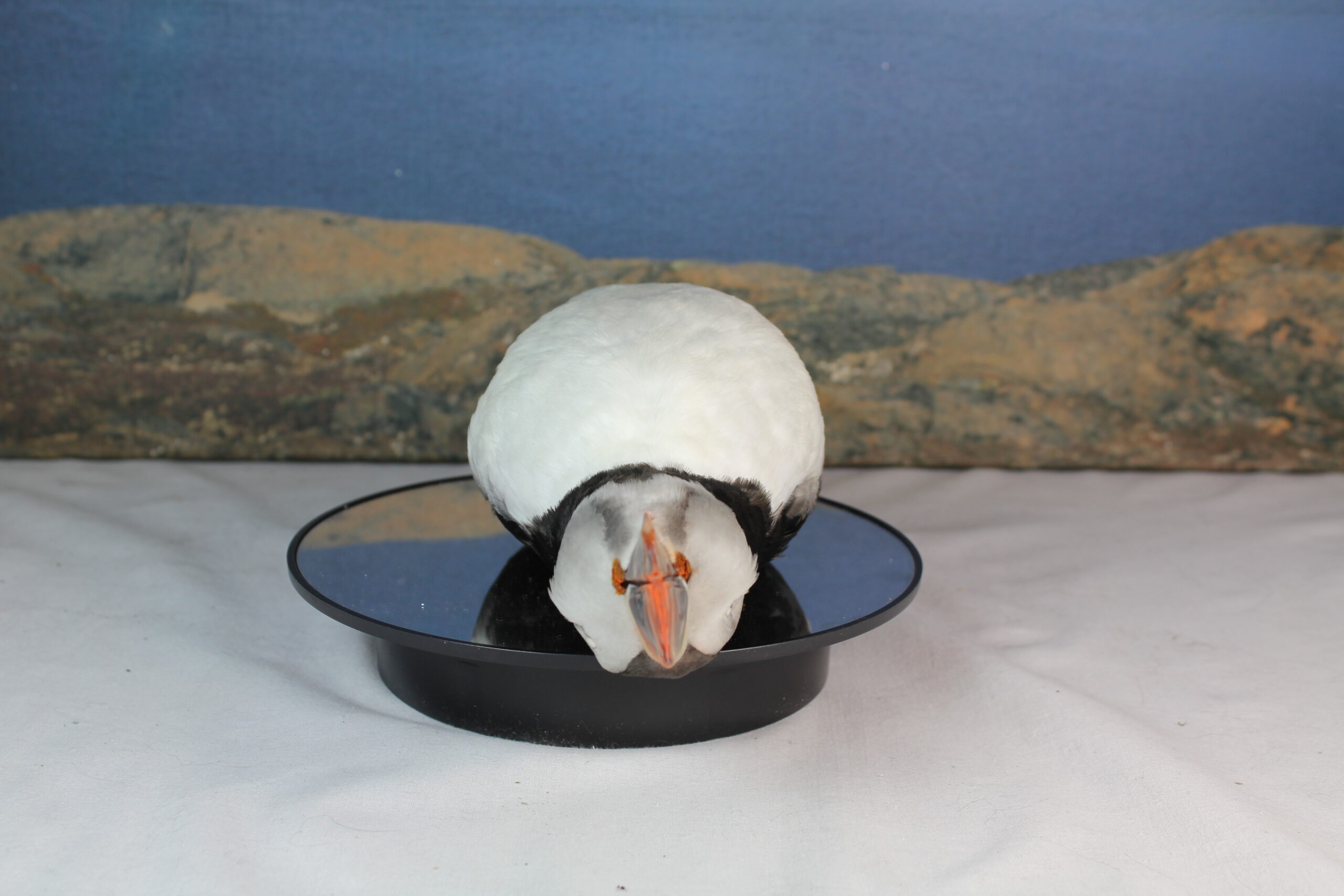 Puffin, Study Skin - Image 5