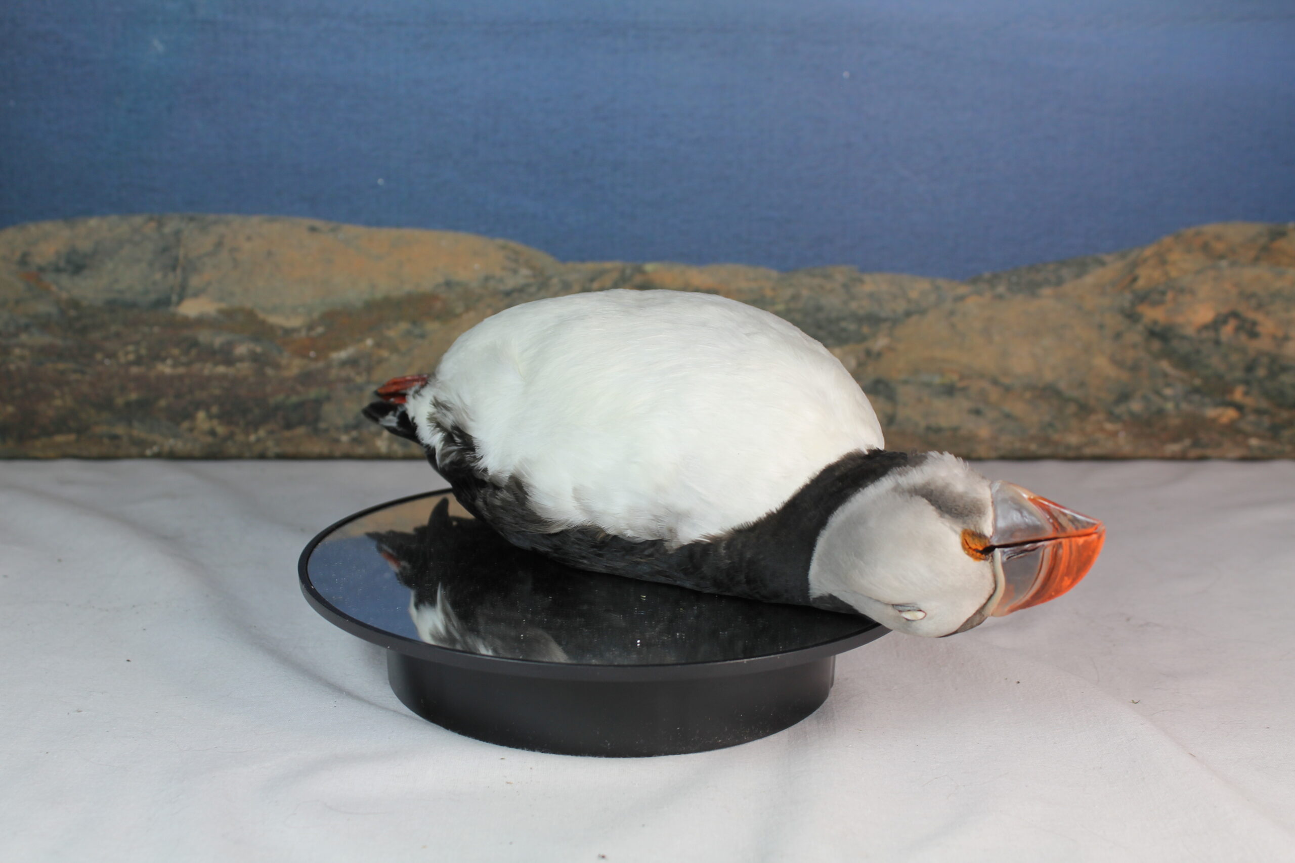 Puffin, Study Skin - Image 6