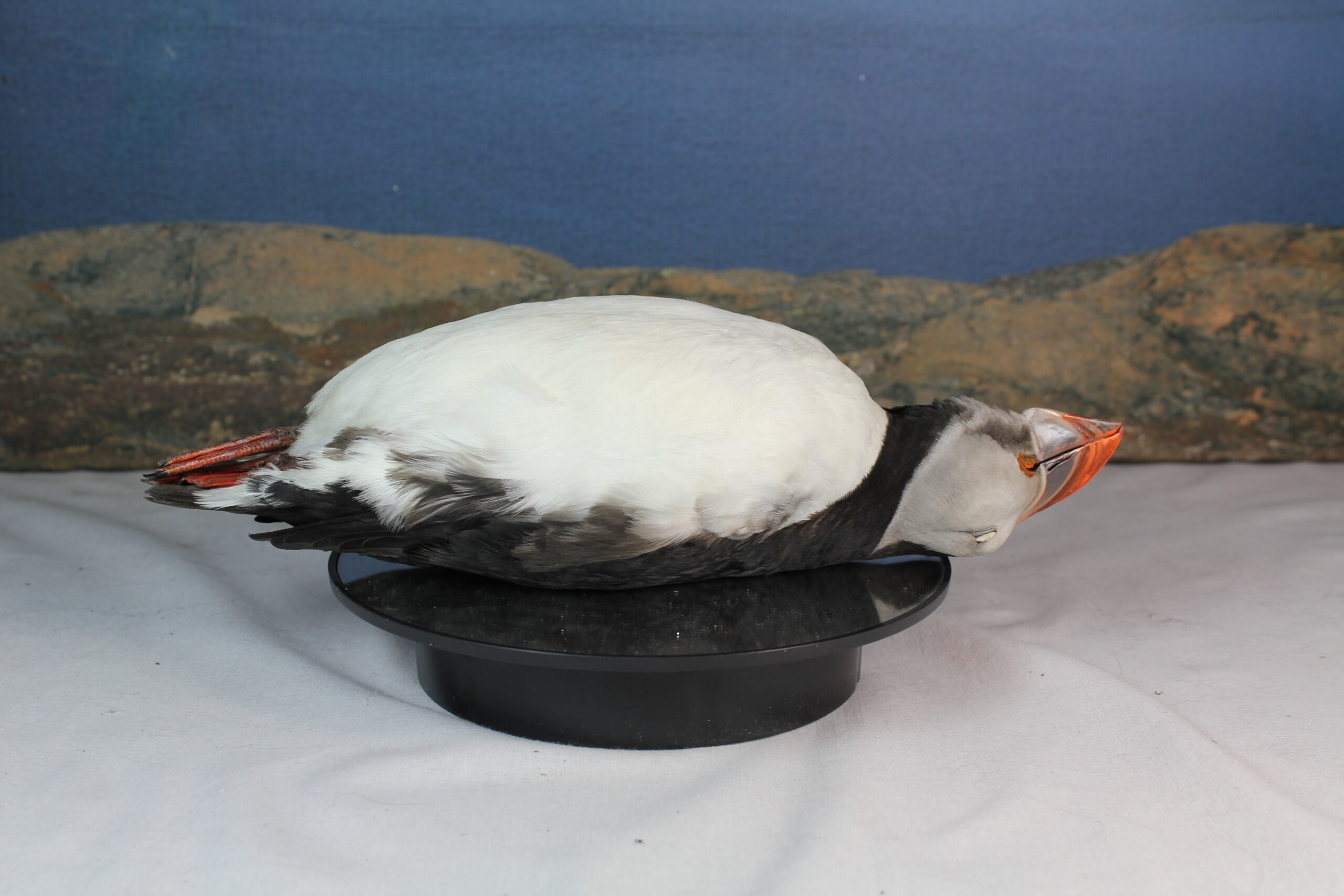 Puffin, Study Skin - Image 7