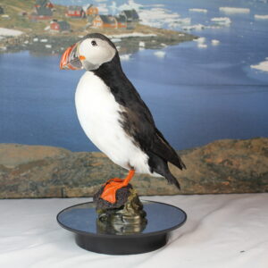 Puffin # 1 Taxidermy