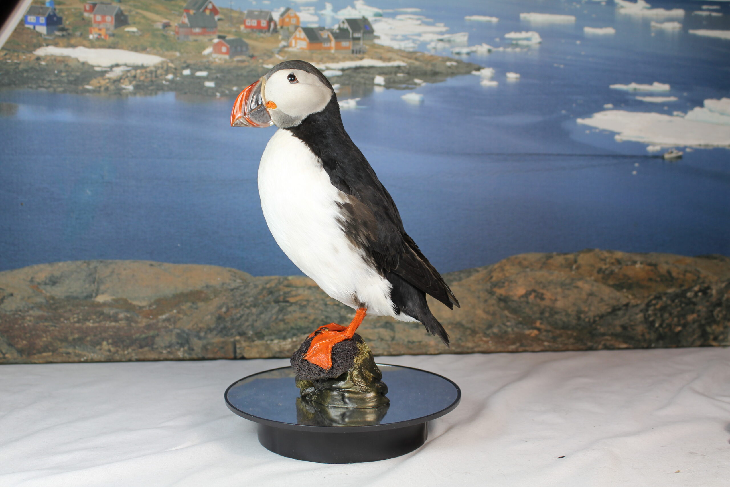 Puffin # 1 Taxidermy