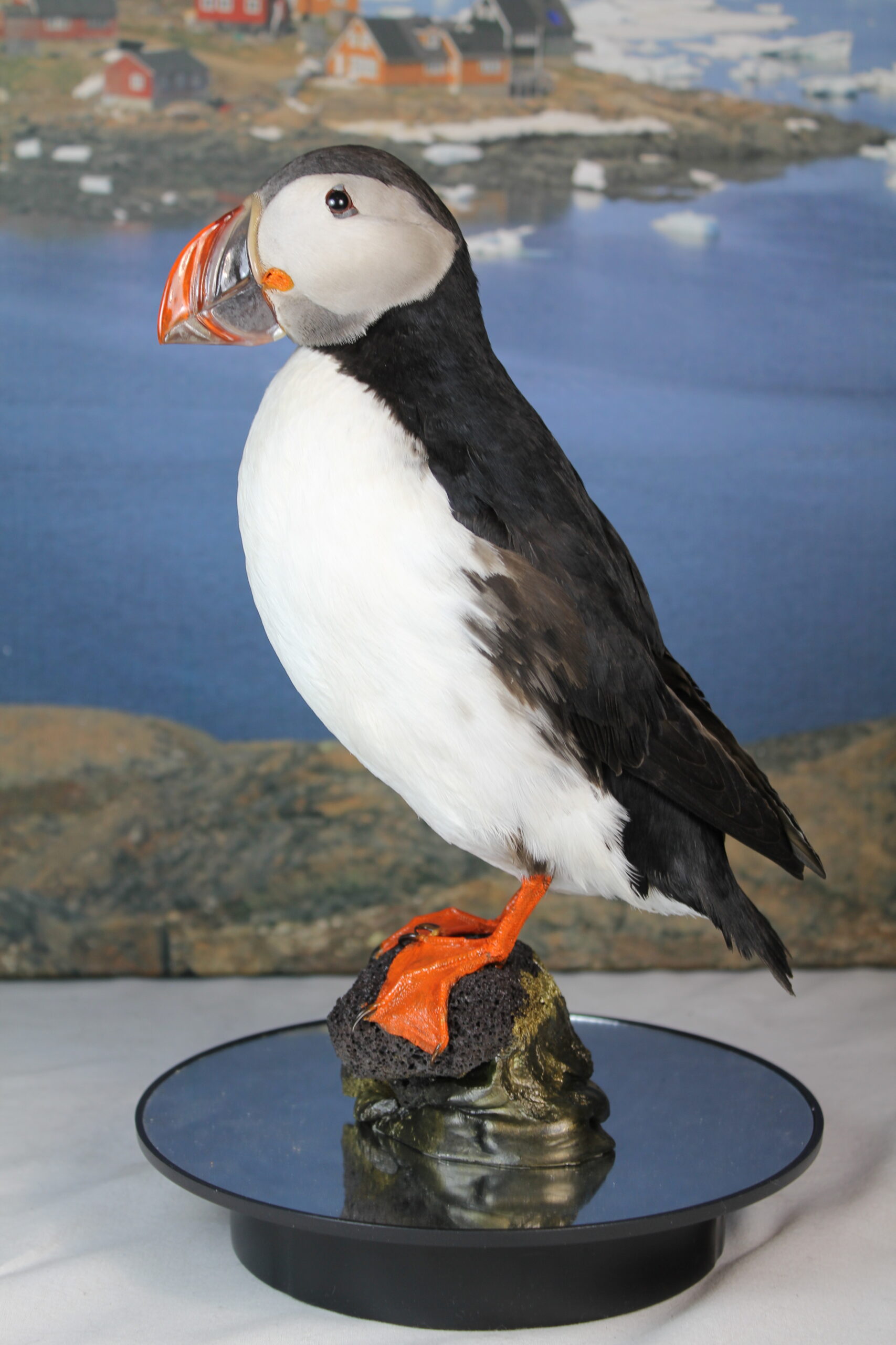 Puffin # 1 Taxidermy - Image 3
