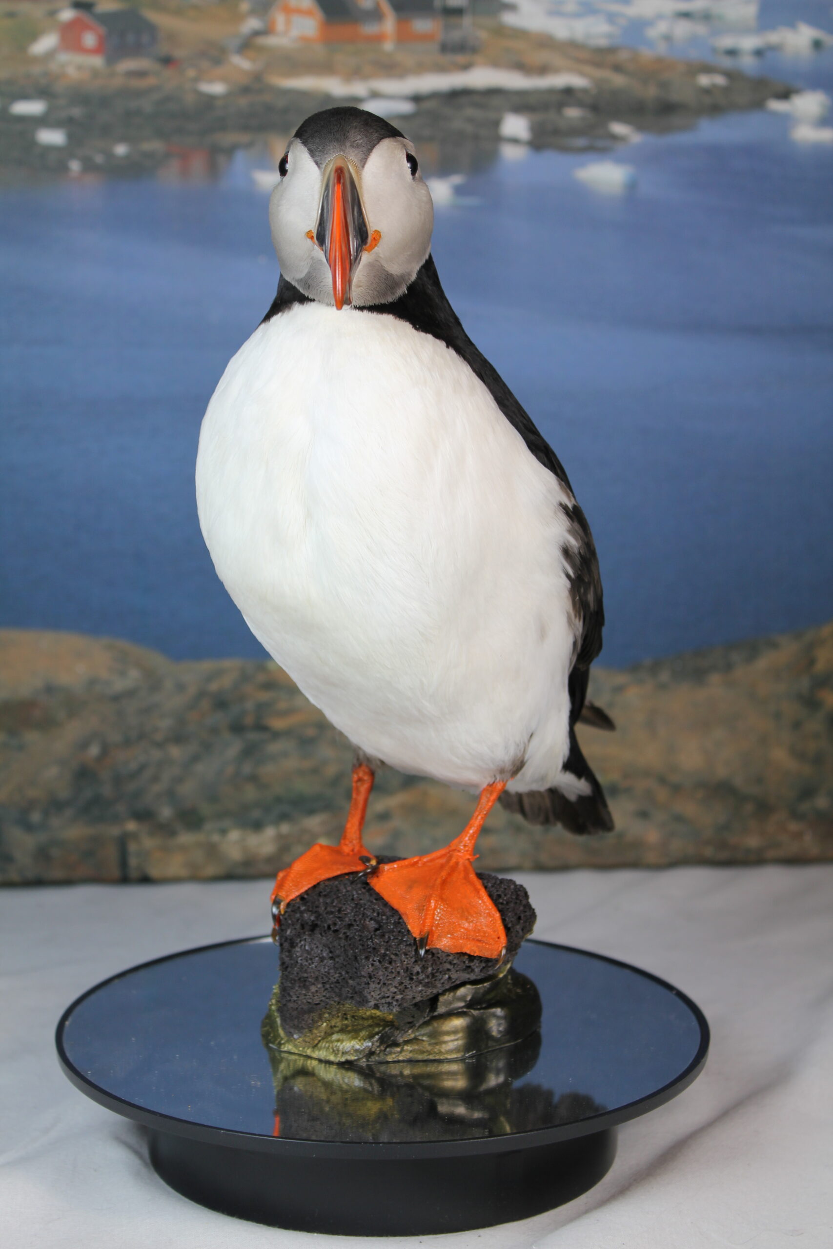Puffin # 1 Taxidermy - Image 4