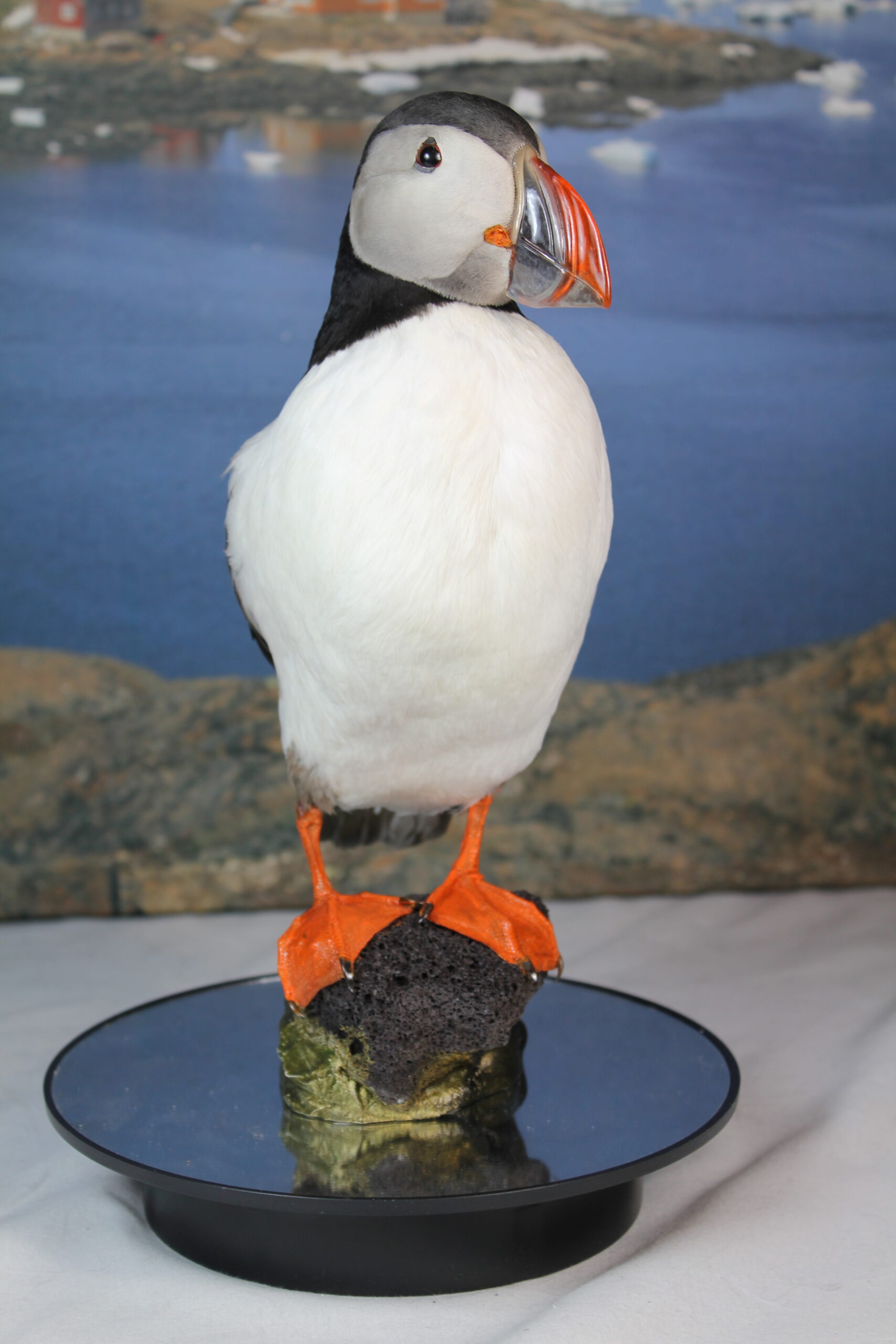 Puffin # 1 Taxidermy - Image 6