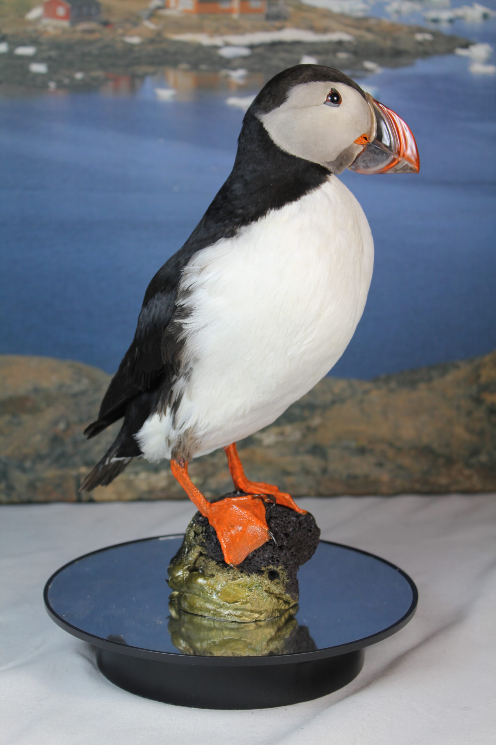 Puffin # 1 Taxidermy - Image 7