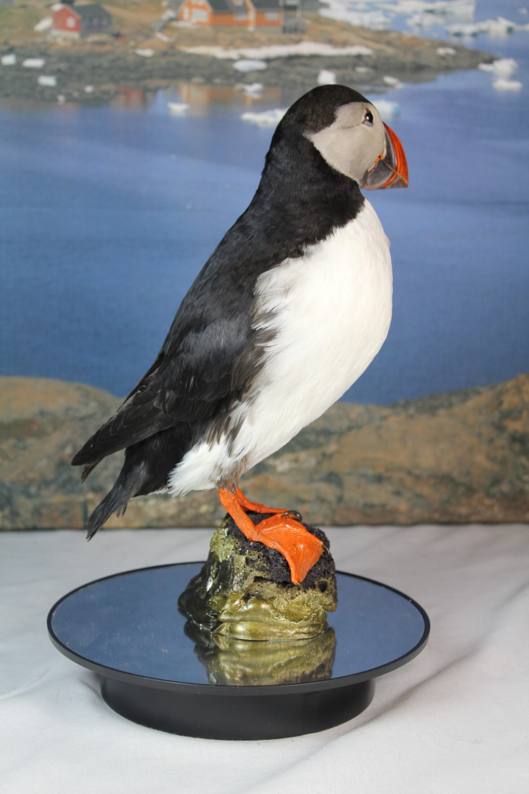 Puffin # 1 Taxidermy - Image 8