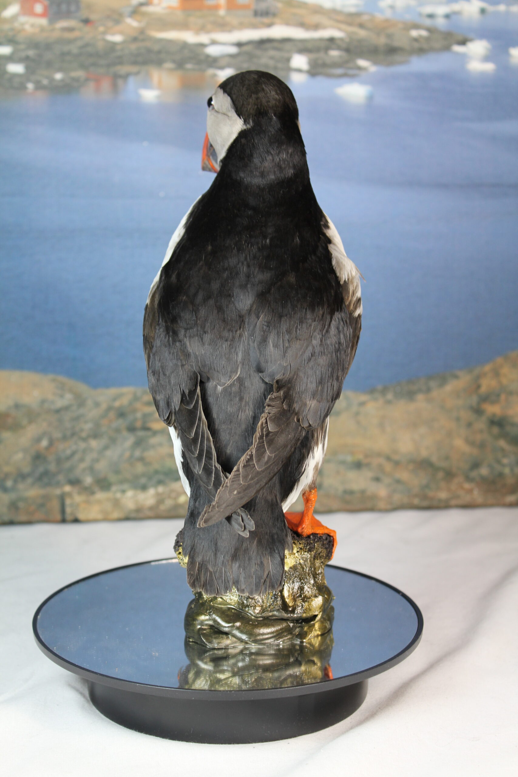 Puffin # 1 Taxidermy - Image 9
