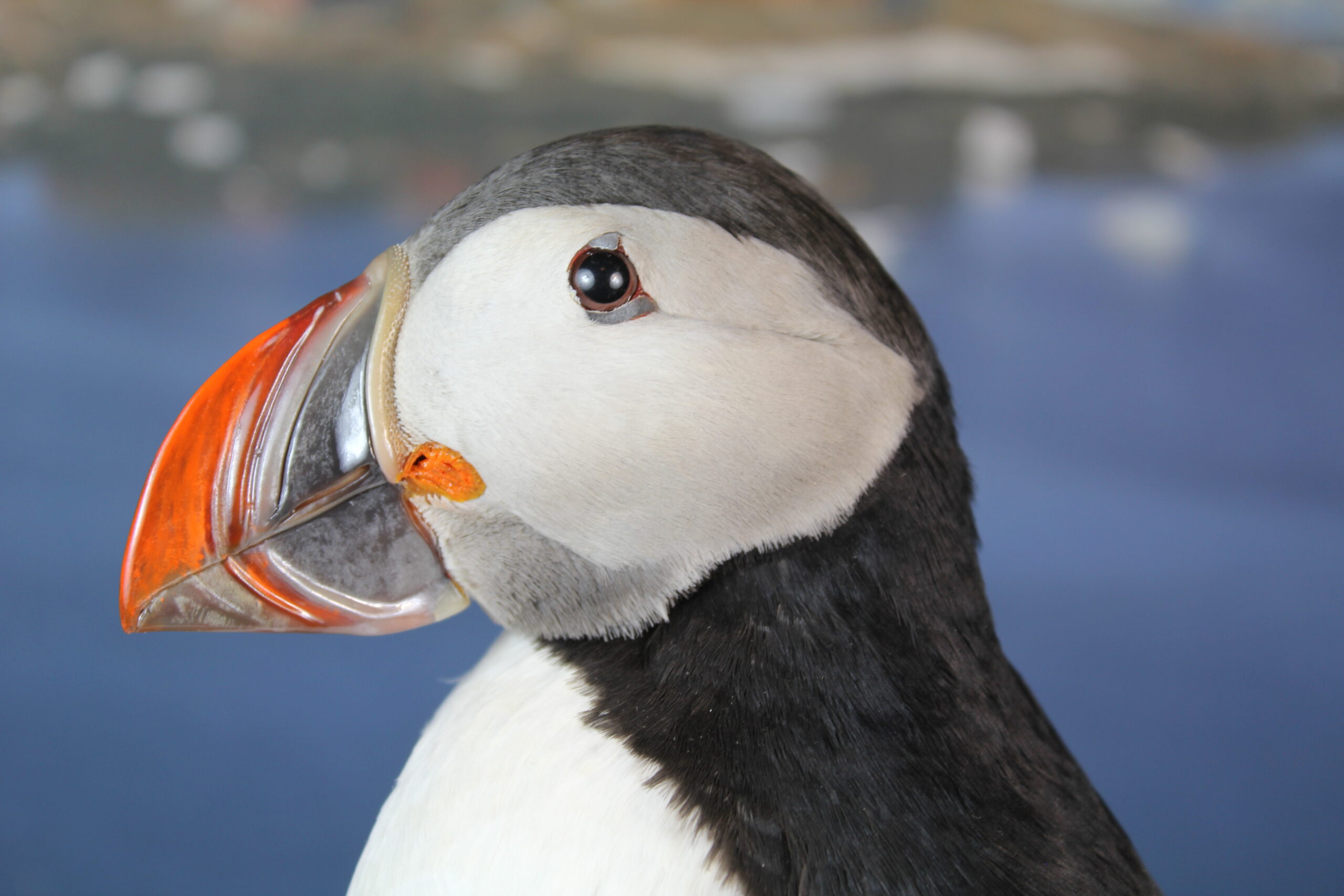 Puffin # 1 Taxidermy - Image 5