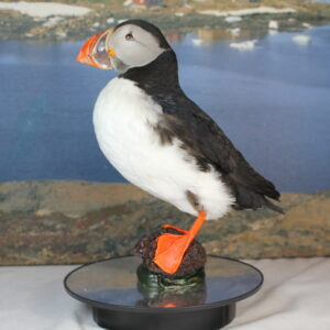 Puffin # 2 Taxidermy