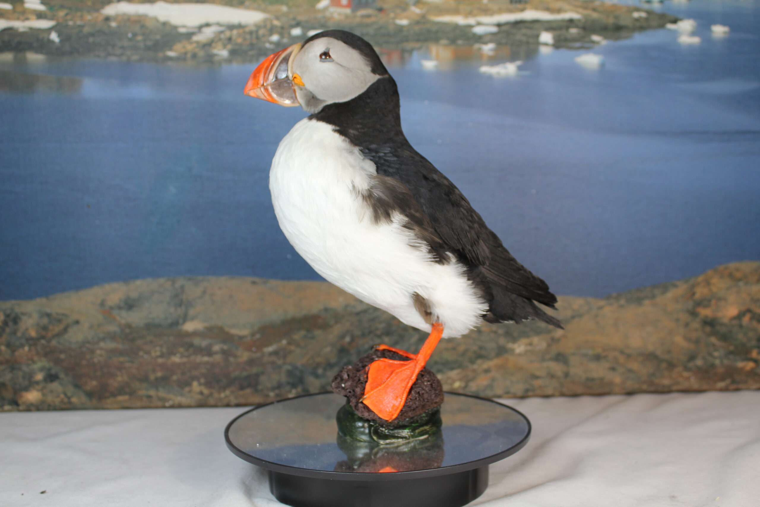 Puffin # 2 Taxidermy