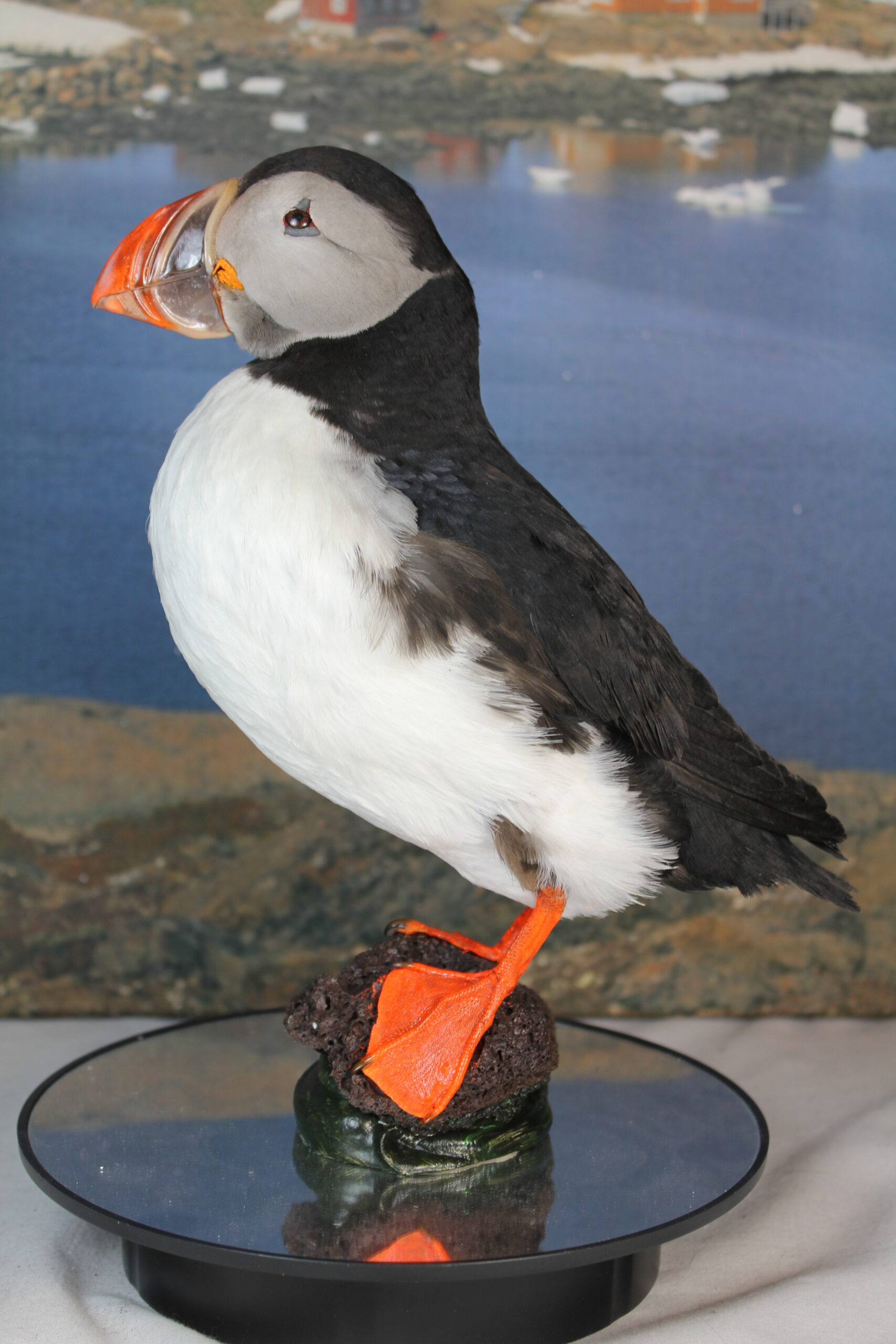 Puffin # 2 Taxidermy - Image 3