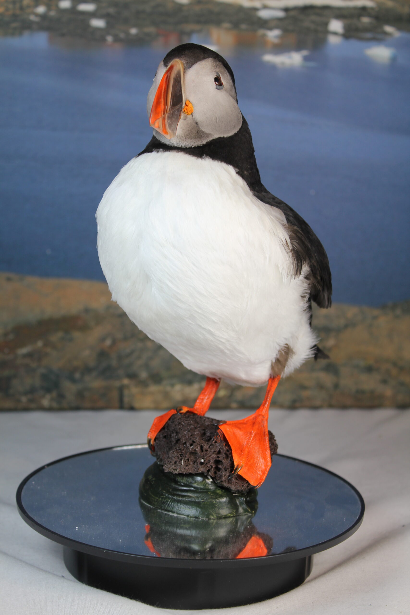 Puffin # 2 Taxidermy - Image 4