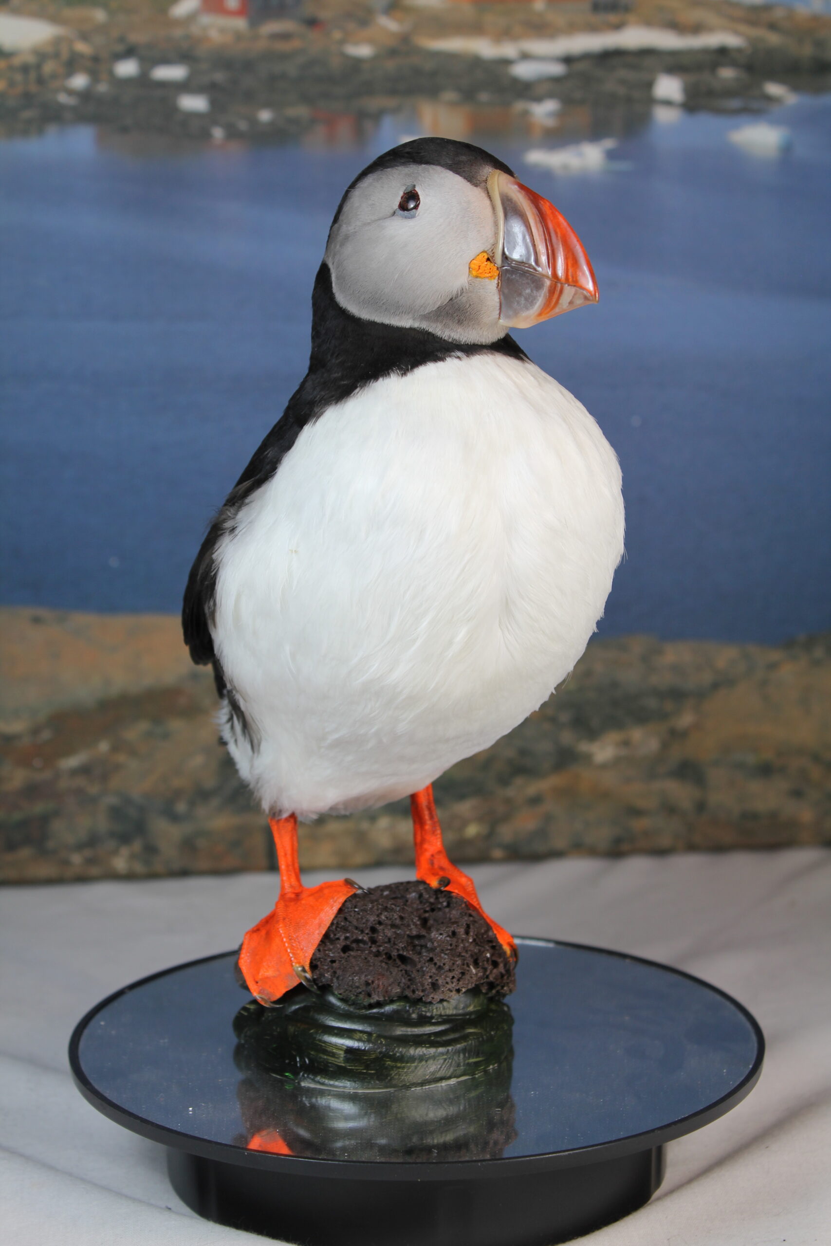 Puffin # 2 Taxidermy - Image 5