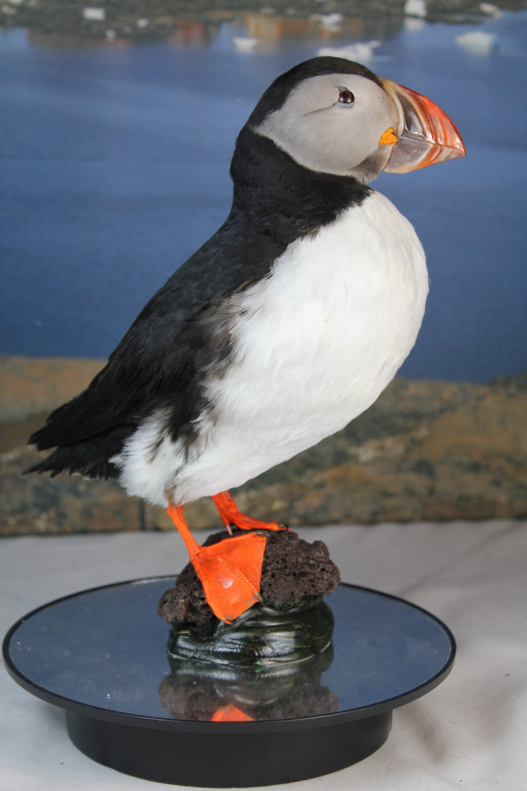 Puffin # 2 Taxidermy - Image 7