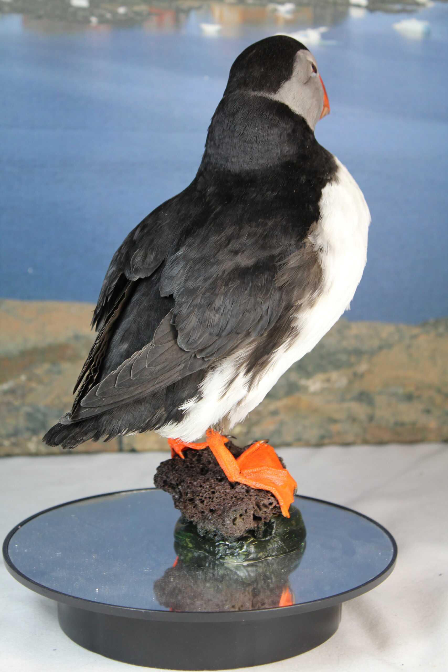 Puffin # 2 Taxidermy - Image 8