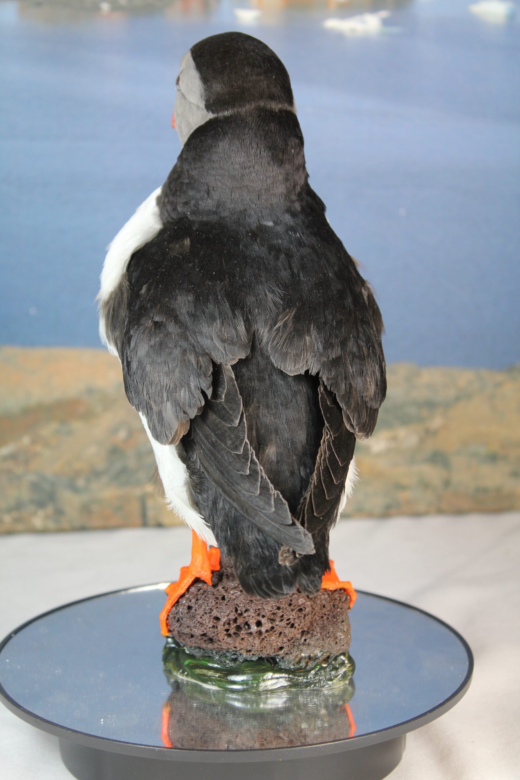 Puffin # 2 Taxidermy - Image 9
