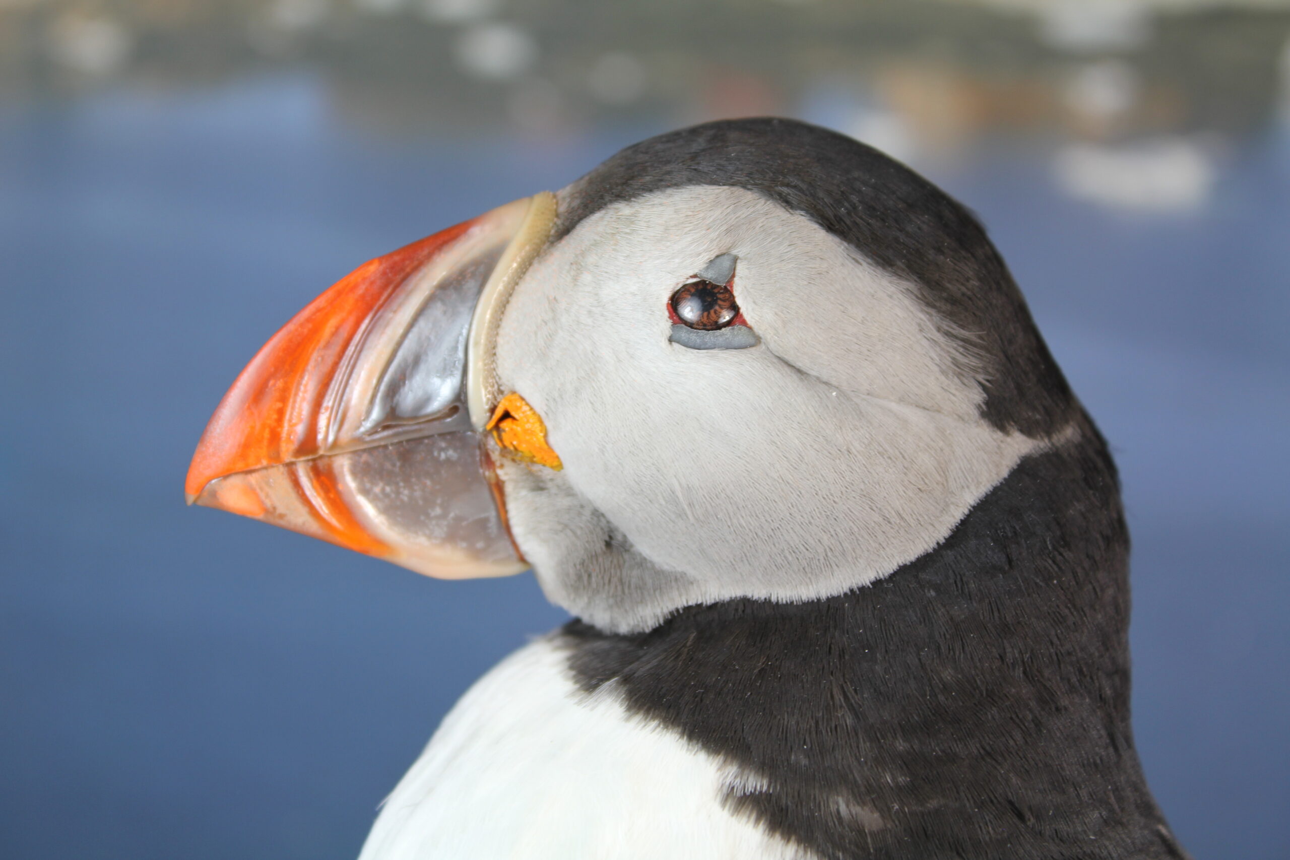 Puffin # 2 Taxidermy - Image 6