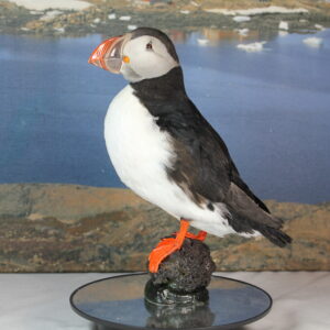 Puffin # 4. Taxidermy