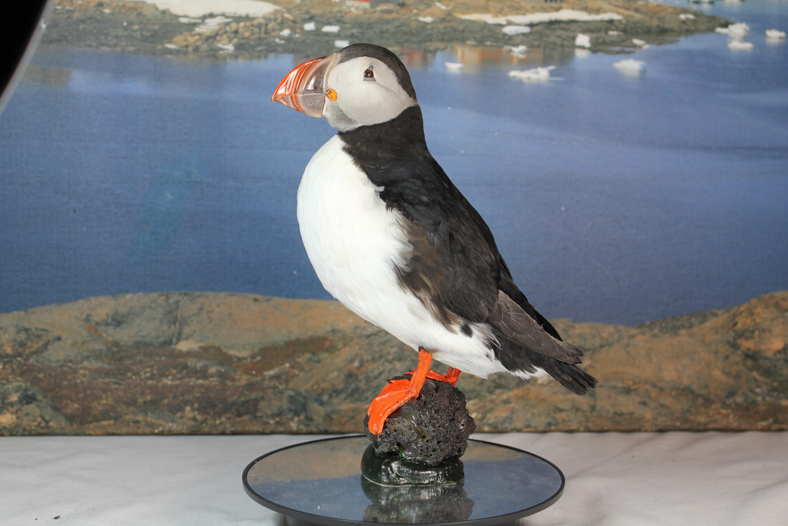 Puffin # 4. Taxidermy