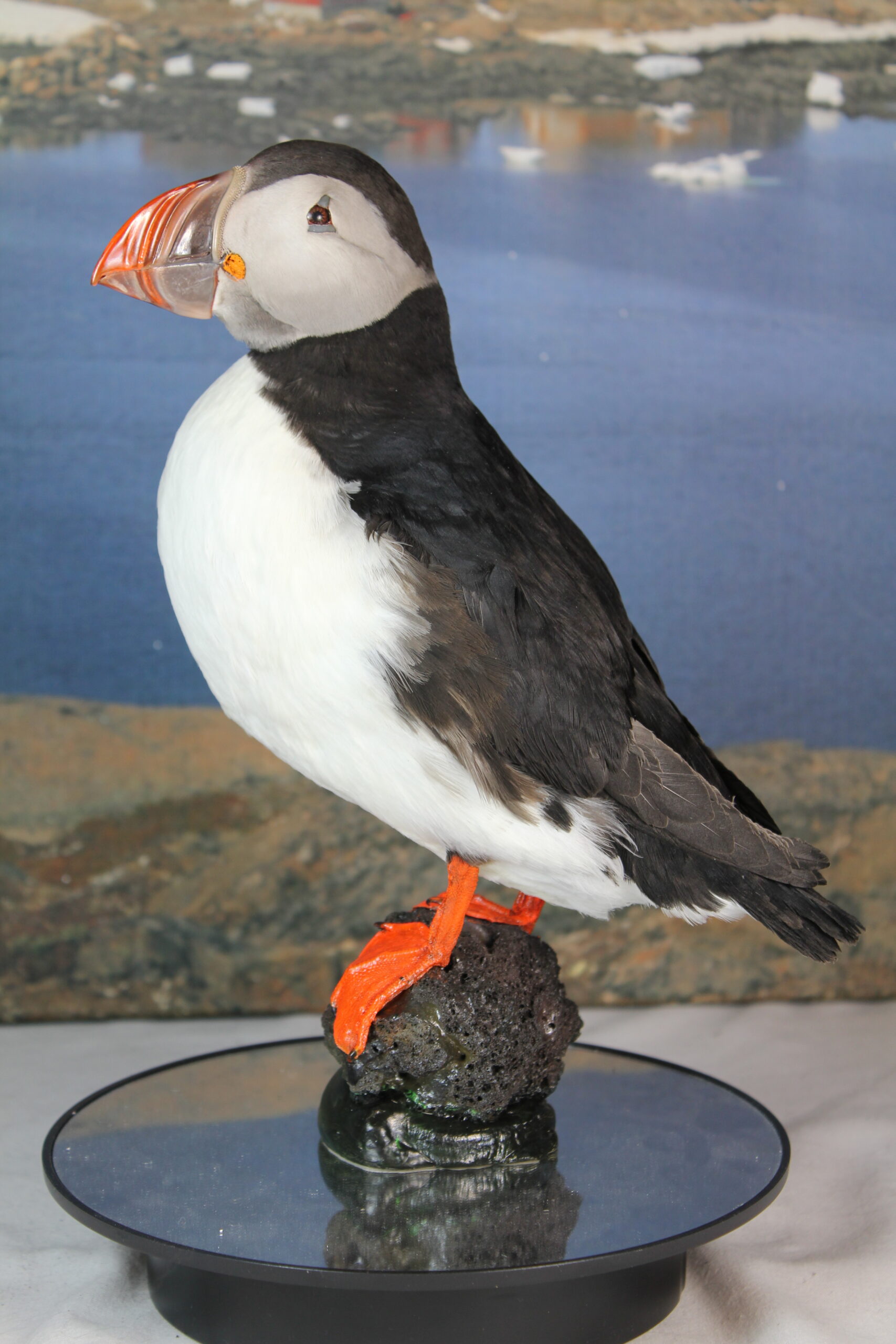 Puffin # 4. Taxidermy - Image 4