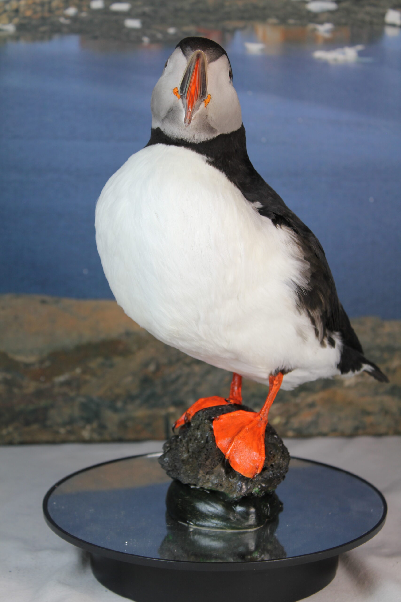 Puffin # 4. Taxidermy - Image 5