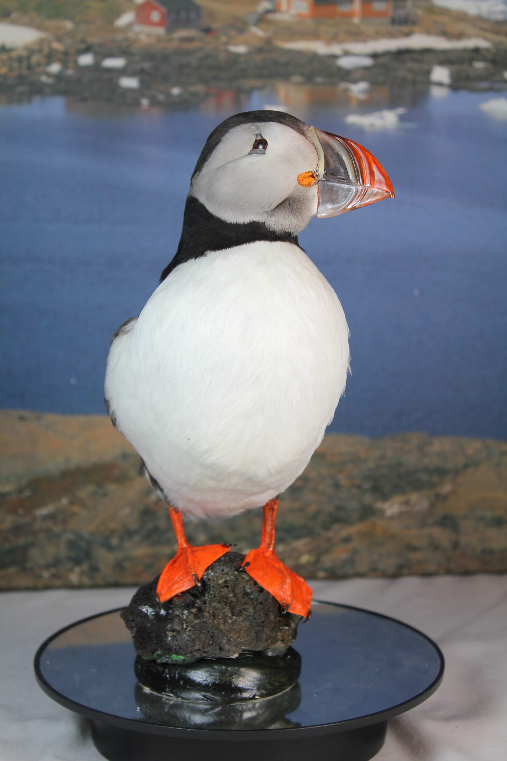 Puffin # 4. Taxidermy - Image 6