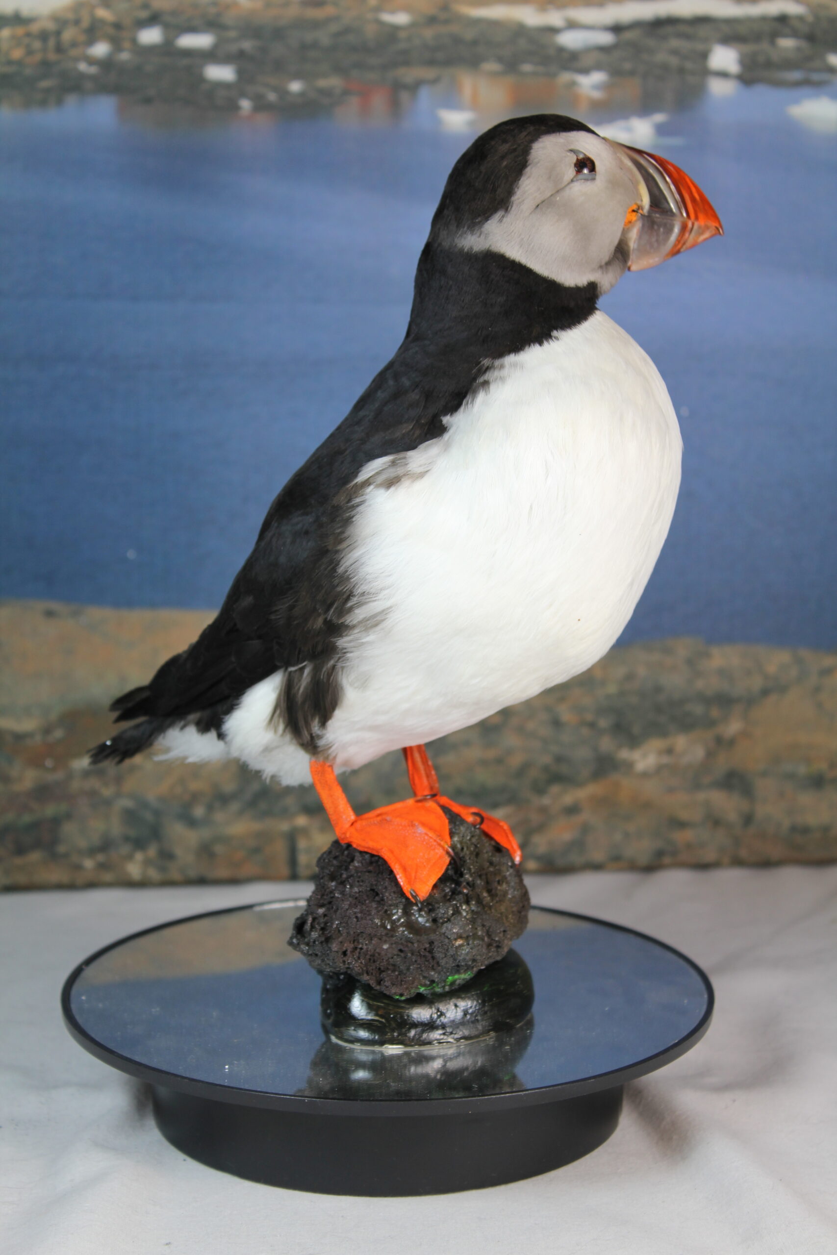 Puffin # 4. Taxidermy - Image 7