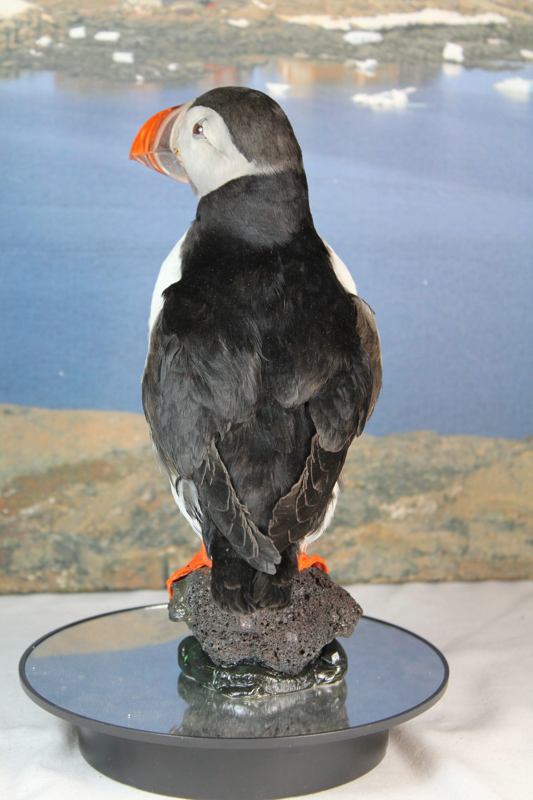 Puffin # 4. Taxidermy - Image 8