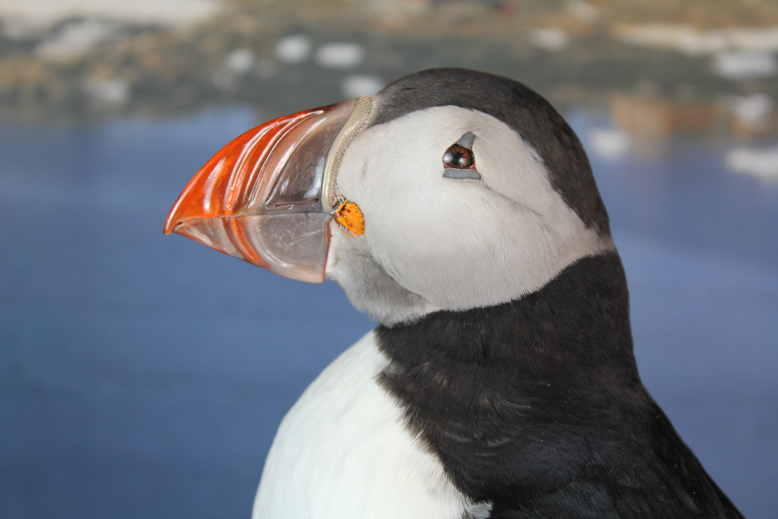 Puffin # 4. Taxidermy - Image 3
