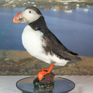 Puffin # 5. Taxidermy