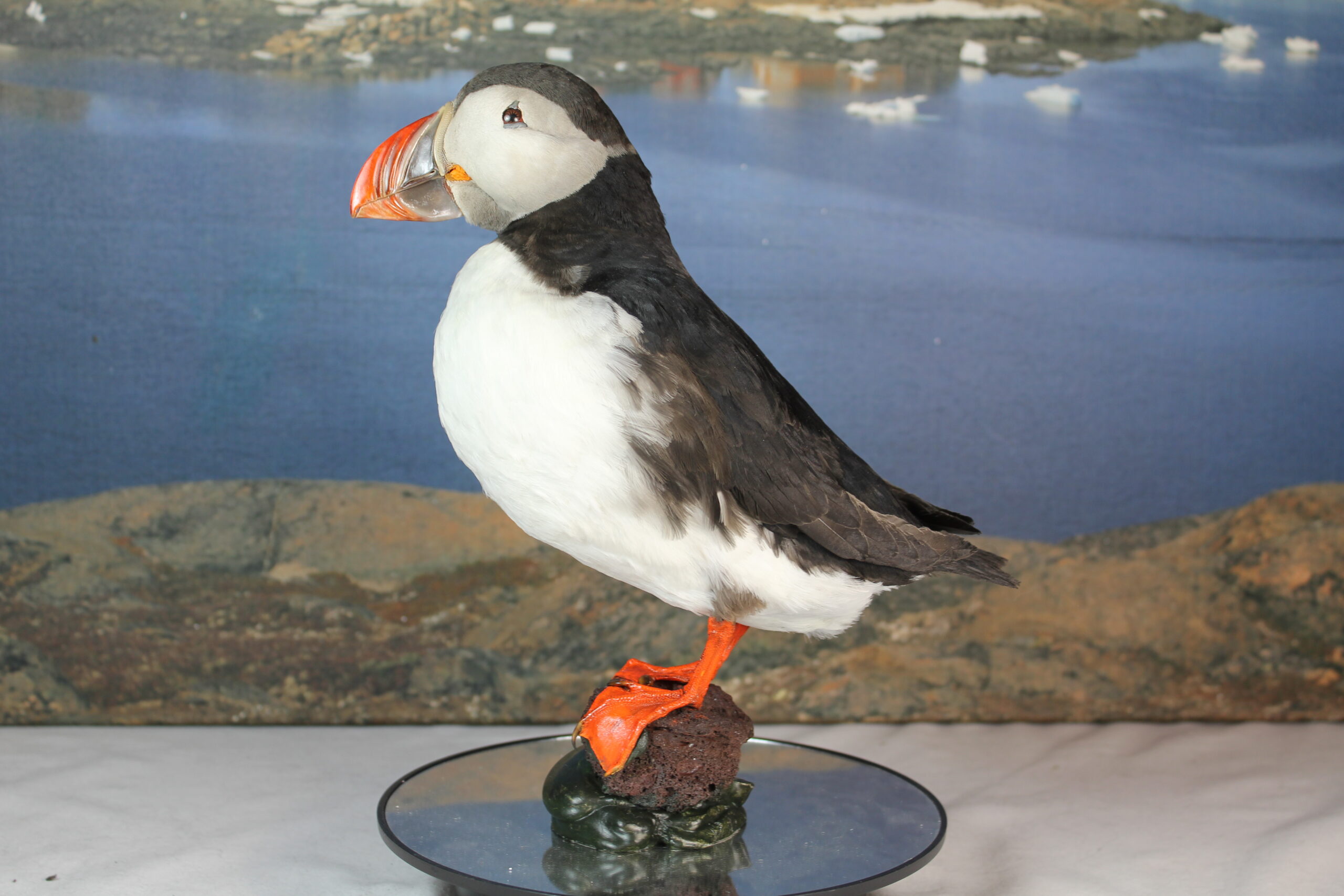 Puffin # 5. Taxidermy