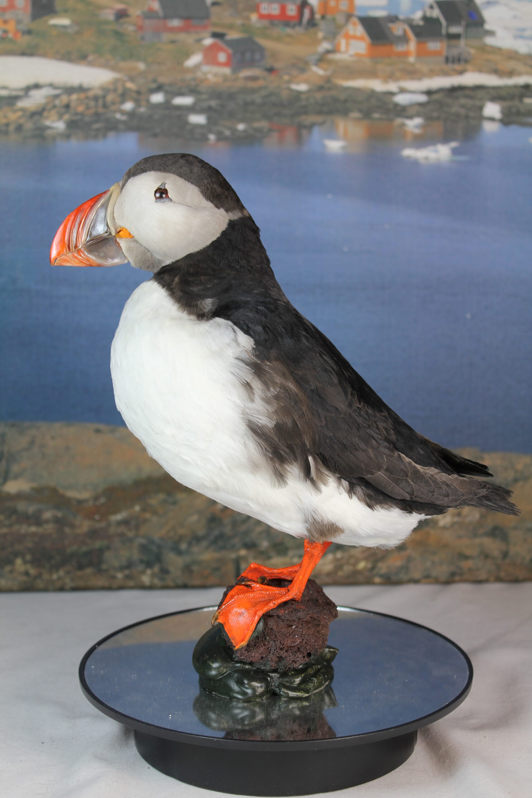 Puffin # 5. Taxidermy - Image 3