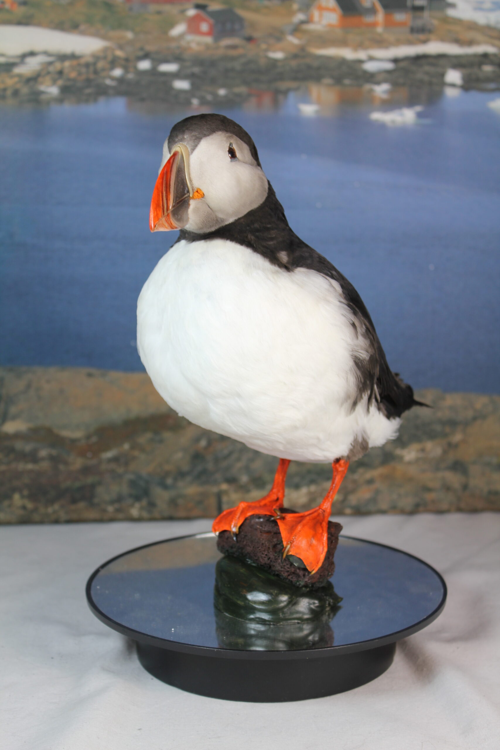 Puffin # 5. Taxidermy - Image 4