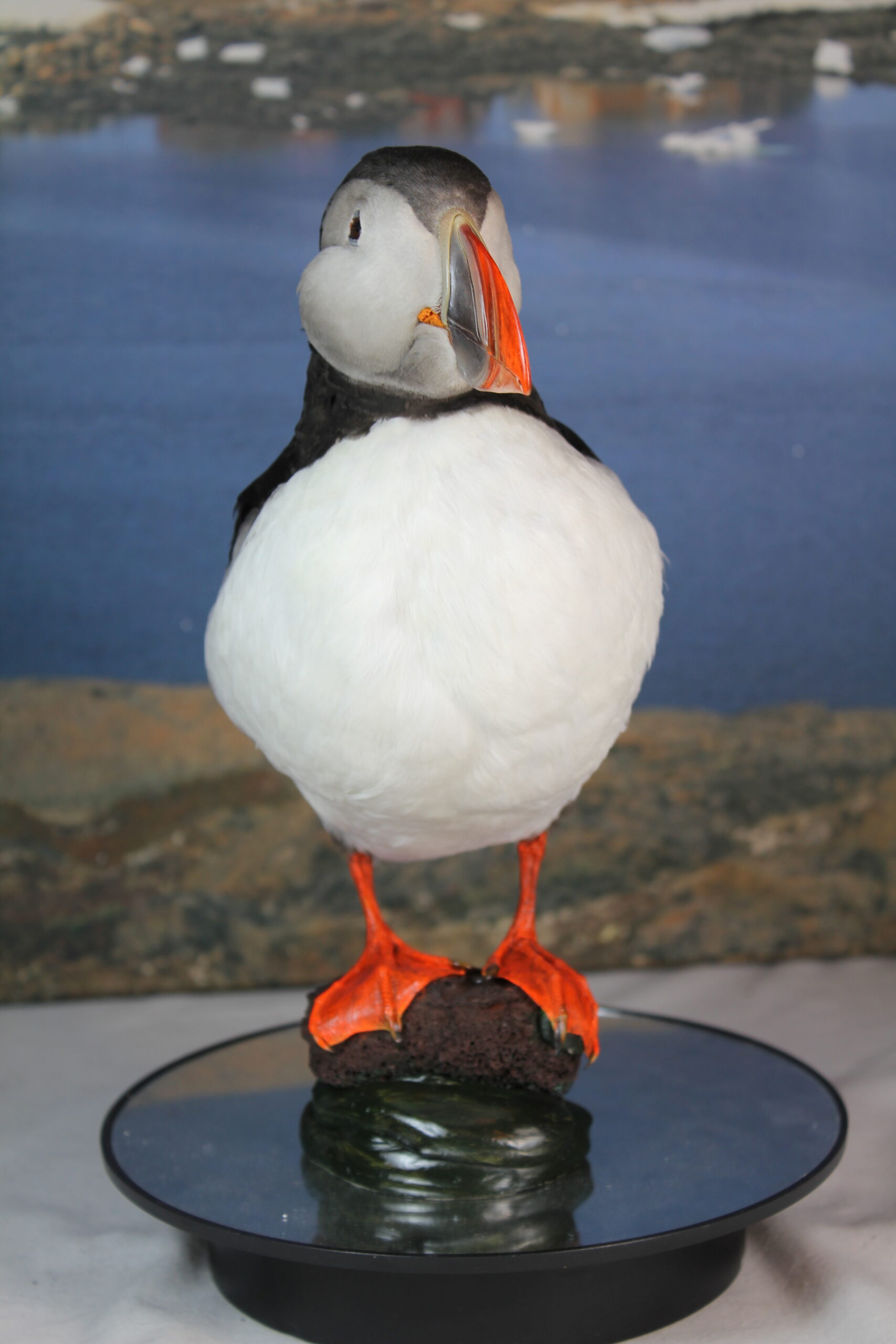 Puffin # 5. Taxidermy - Image 5