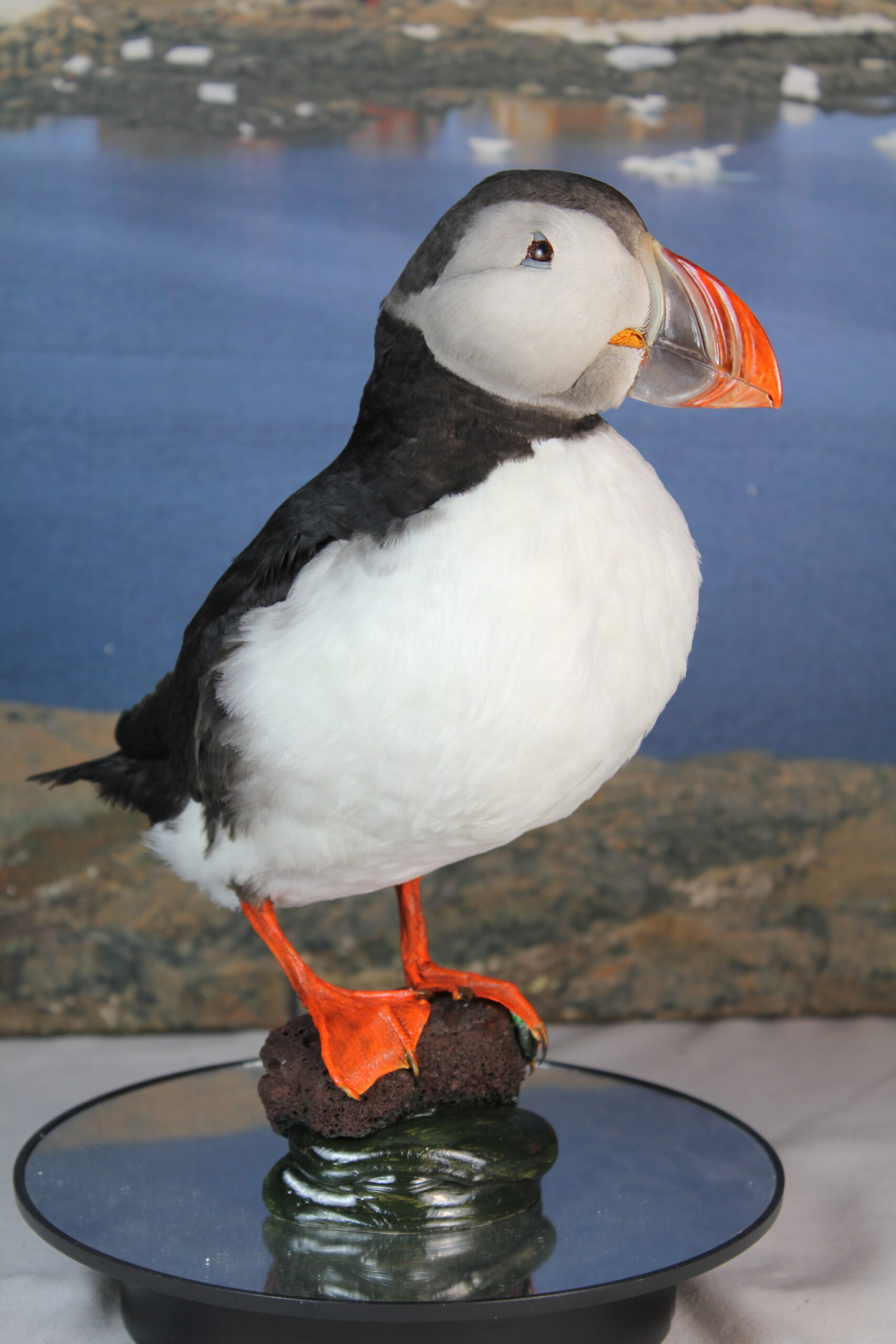 Puffin # 5. Taxidermy - Image 7