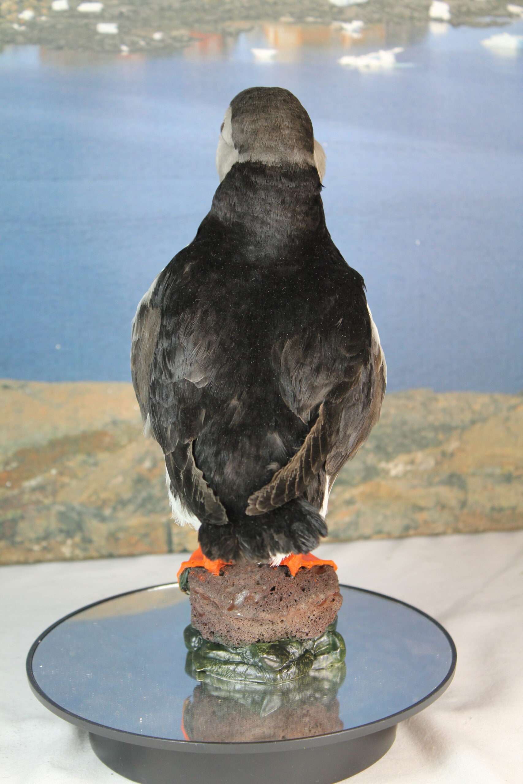 Puffin # 5. Taxidermy - Image 9