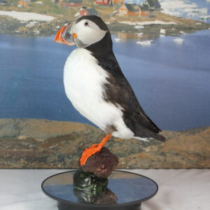 Puffin # 7. Taxidermy