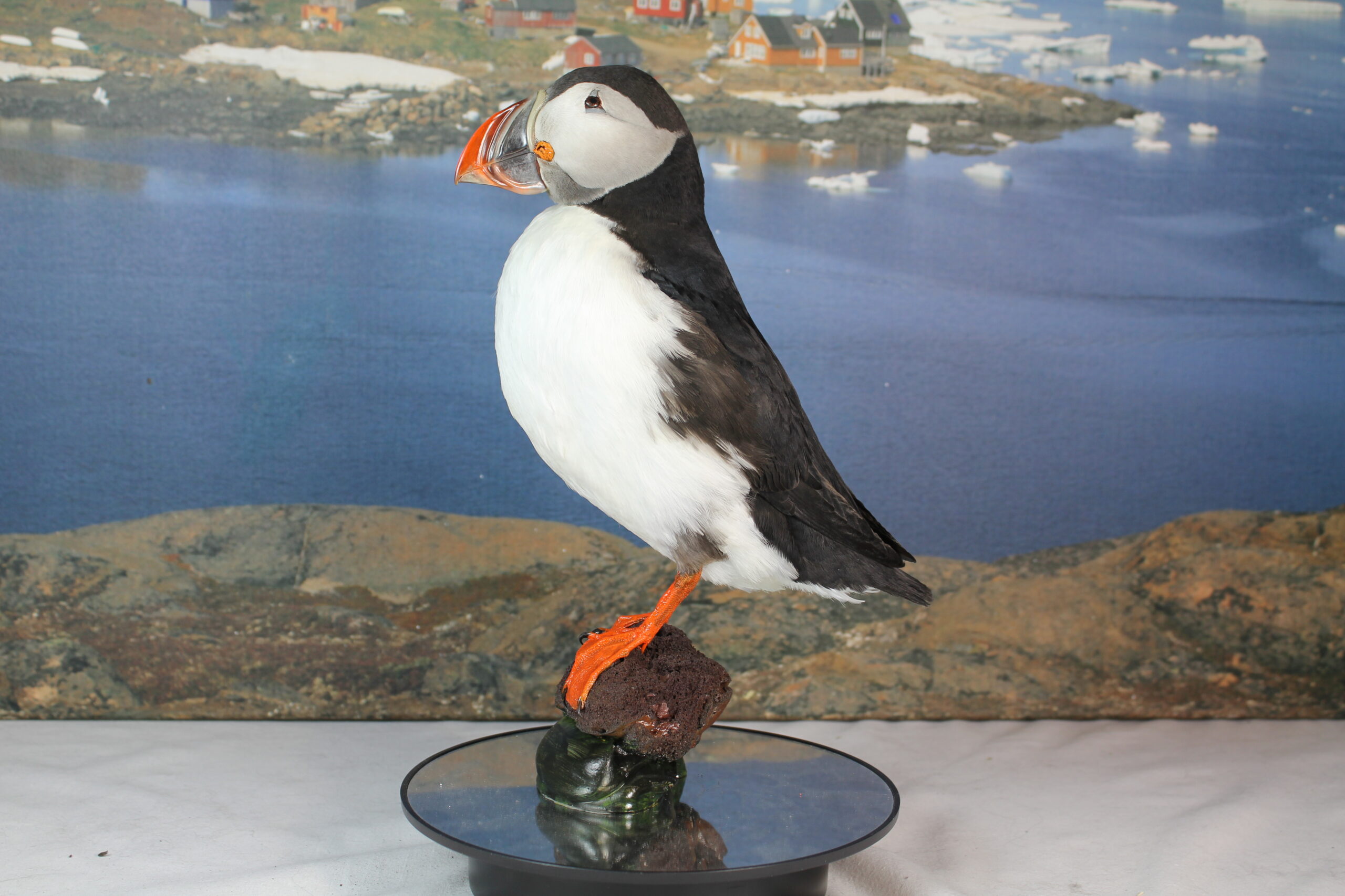 Puffin # 7. Taxidermy