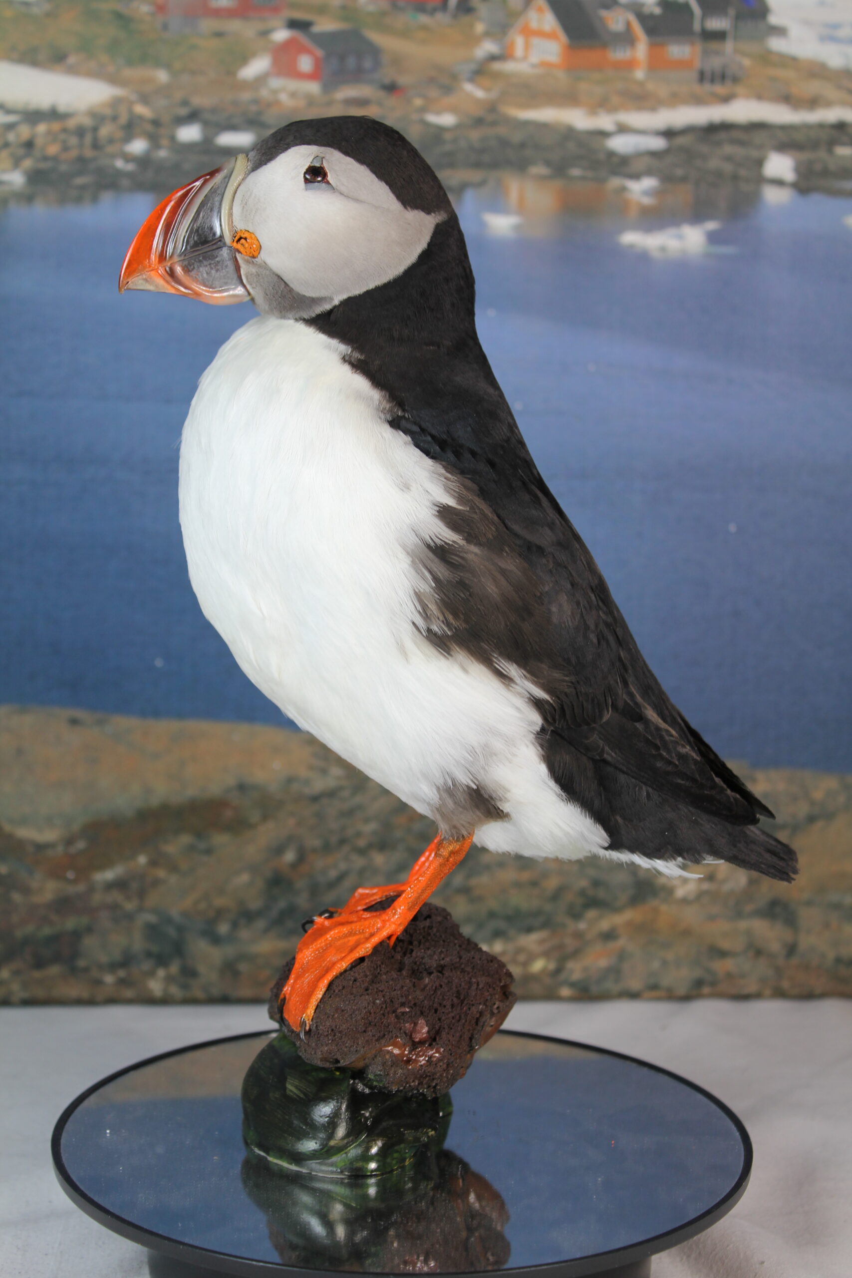Puffin # 7. Taxidermy - Image 3