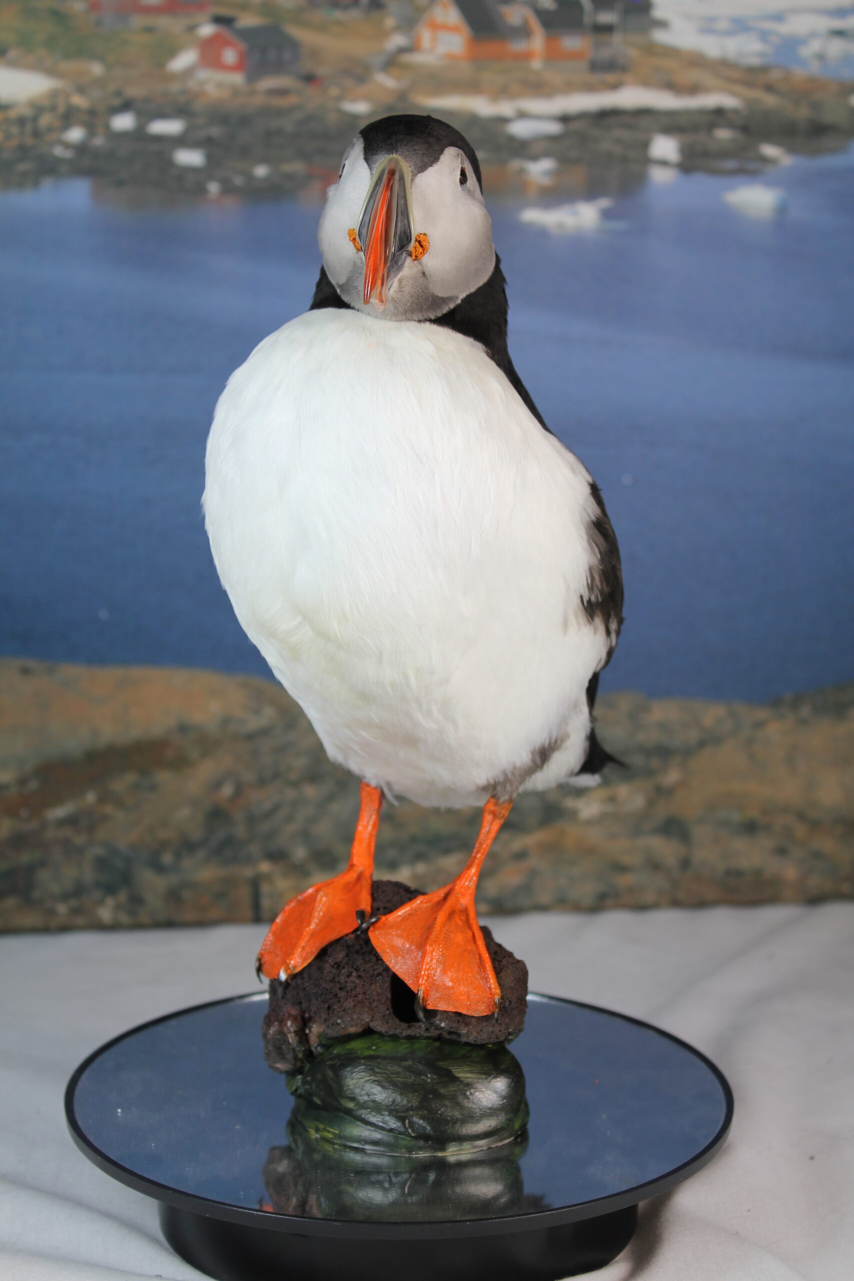 Puffin # 7. Taxidermy - Image 4