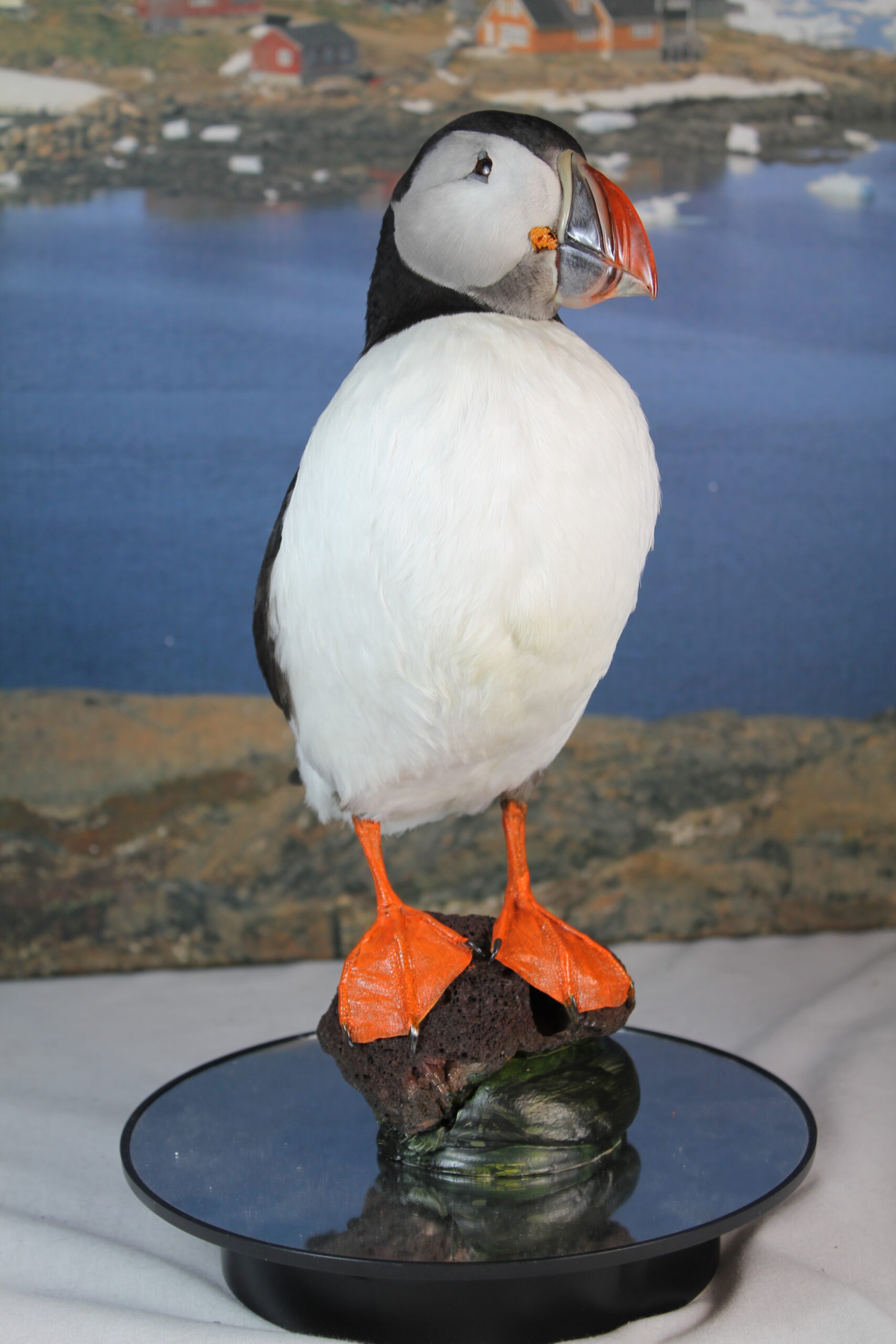 Puffin # 7. Taxidermy - Image 5