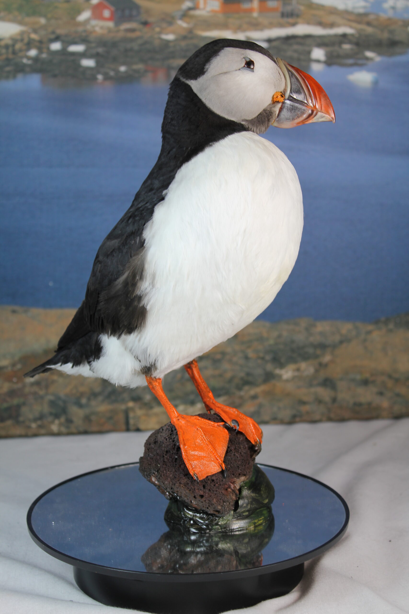 Puffin # 7. Taxidermy - Image 6