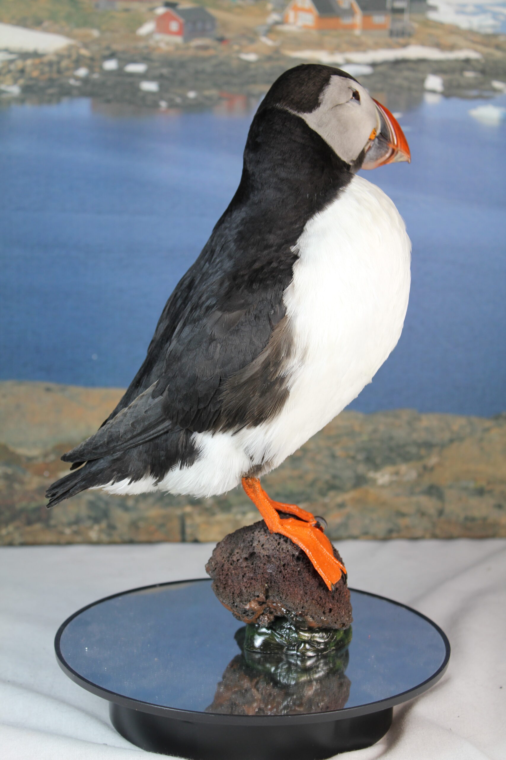 Puffin # 7. Taxidermy - Image 7