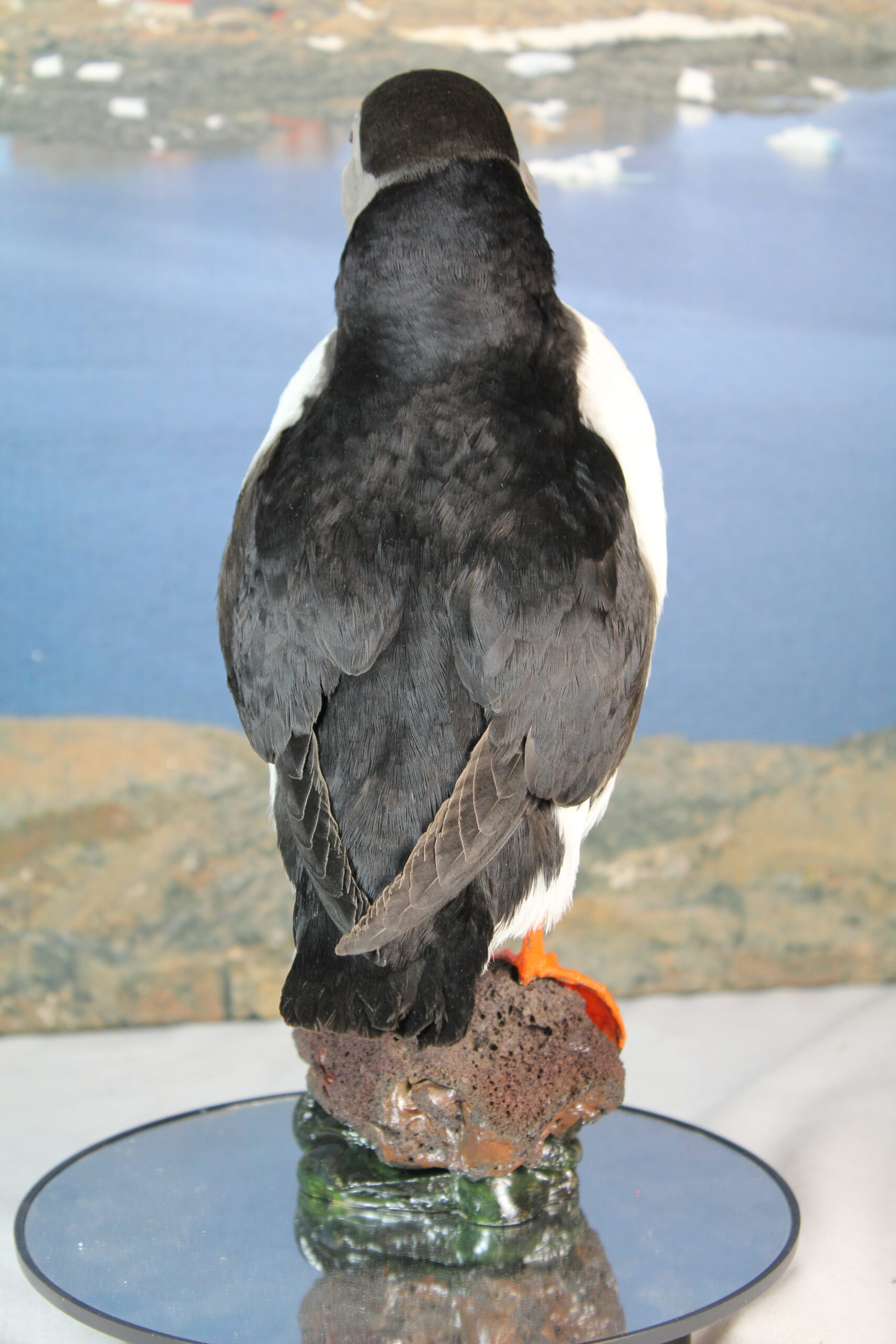 Puffin # 7. Taxidermy - Image 8