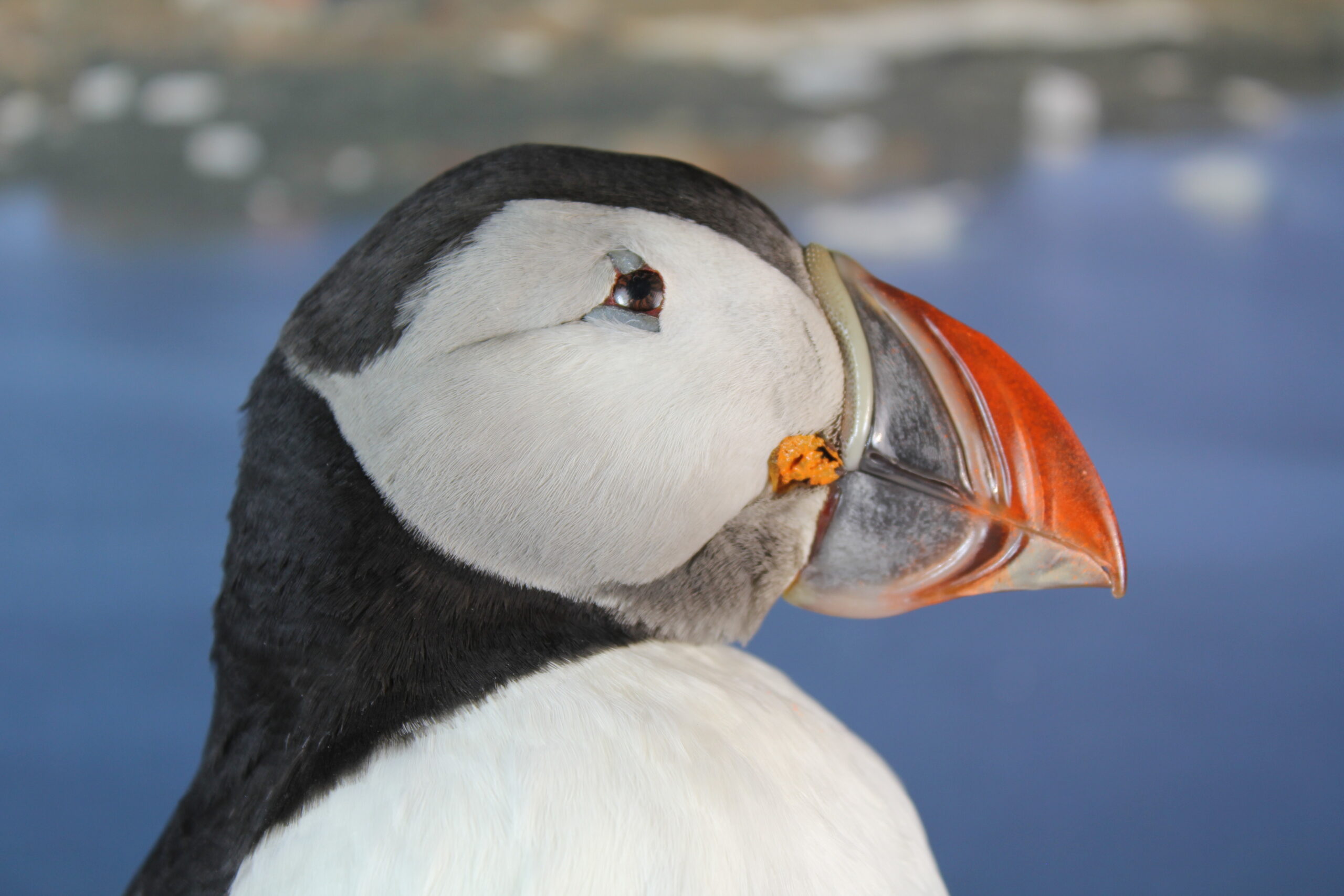 Puffin # 7. Taxidermy - Image 9