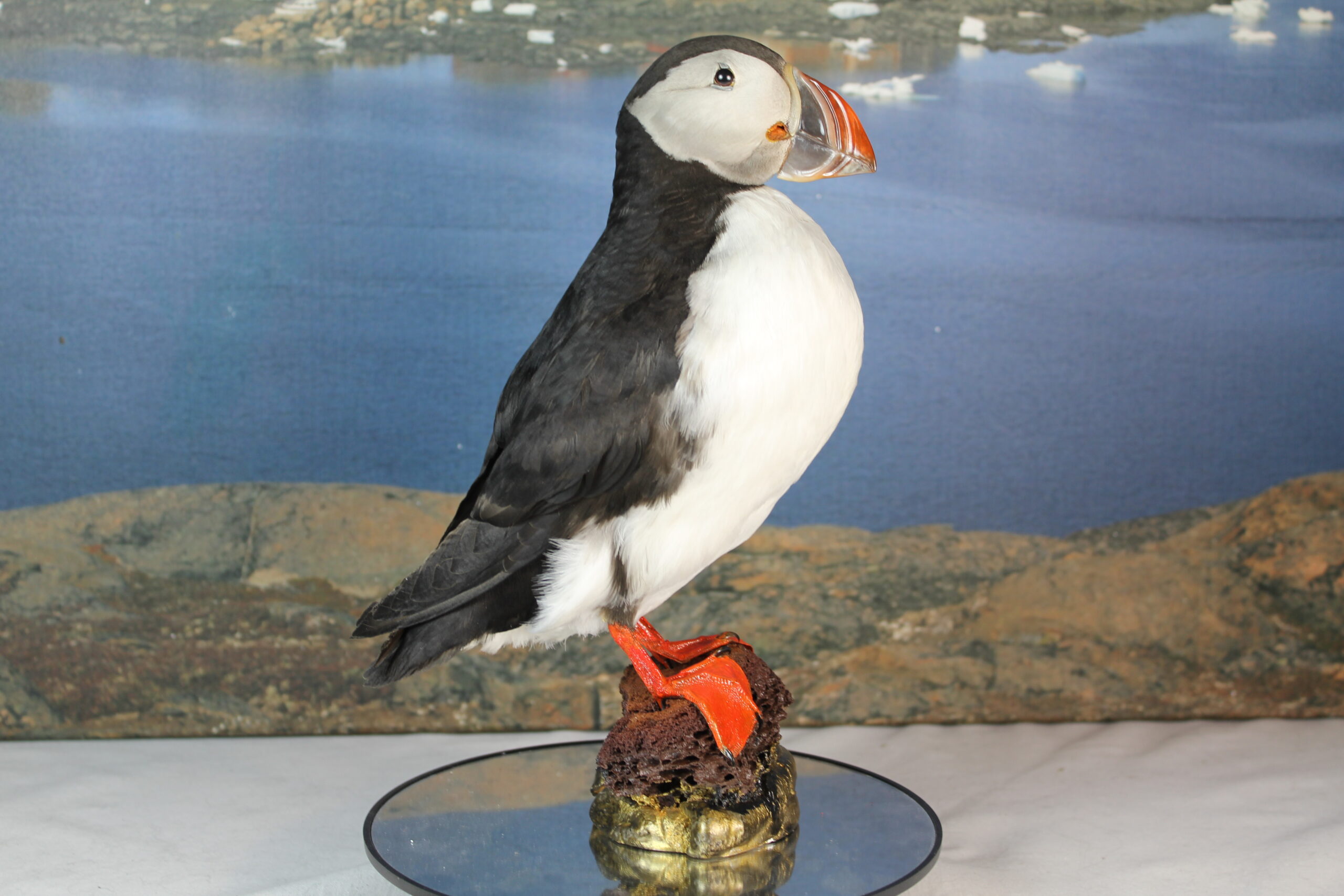 Puffin # 8. Taxidermy