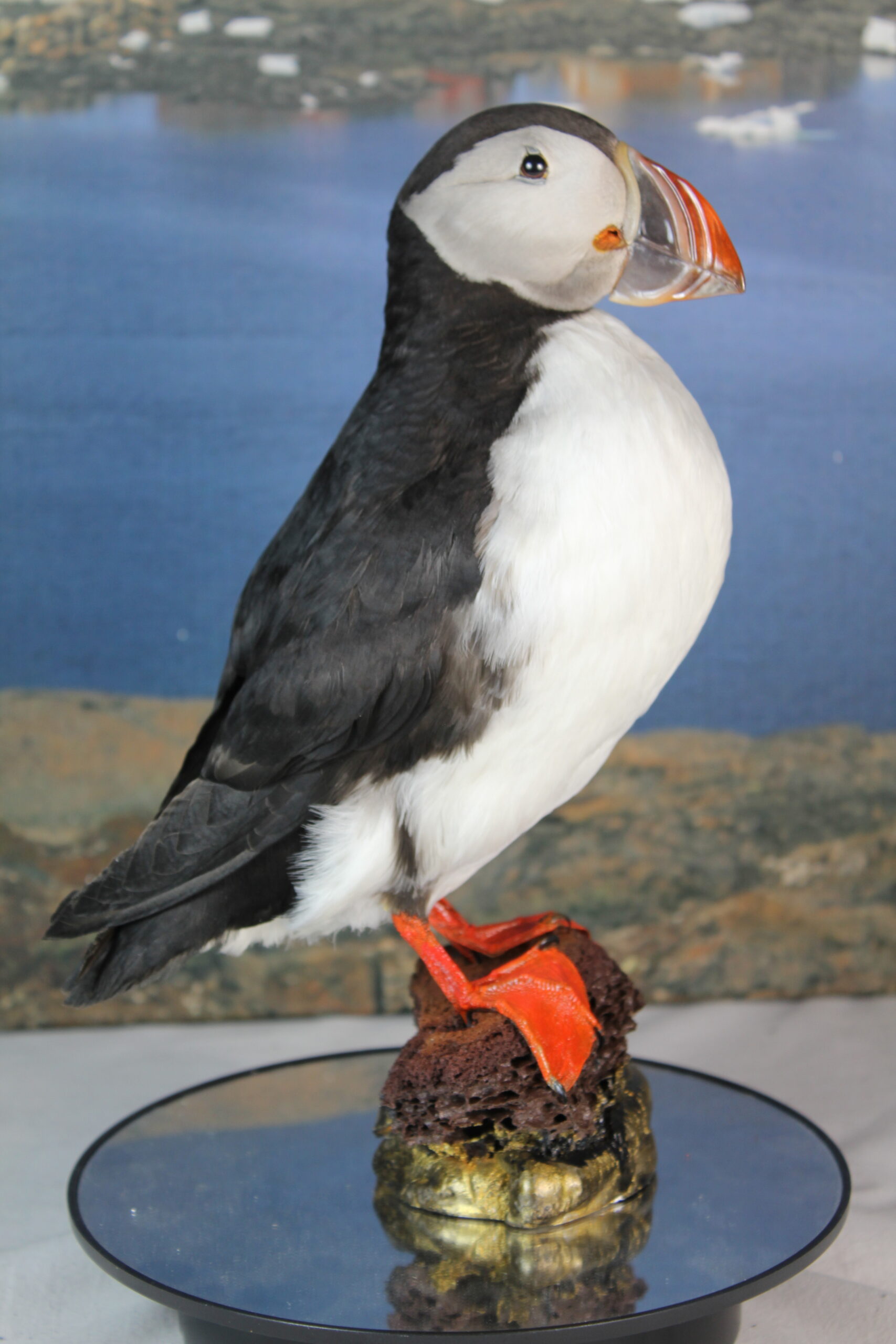 Puffin # 8. Taxidermy - Image 3