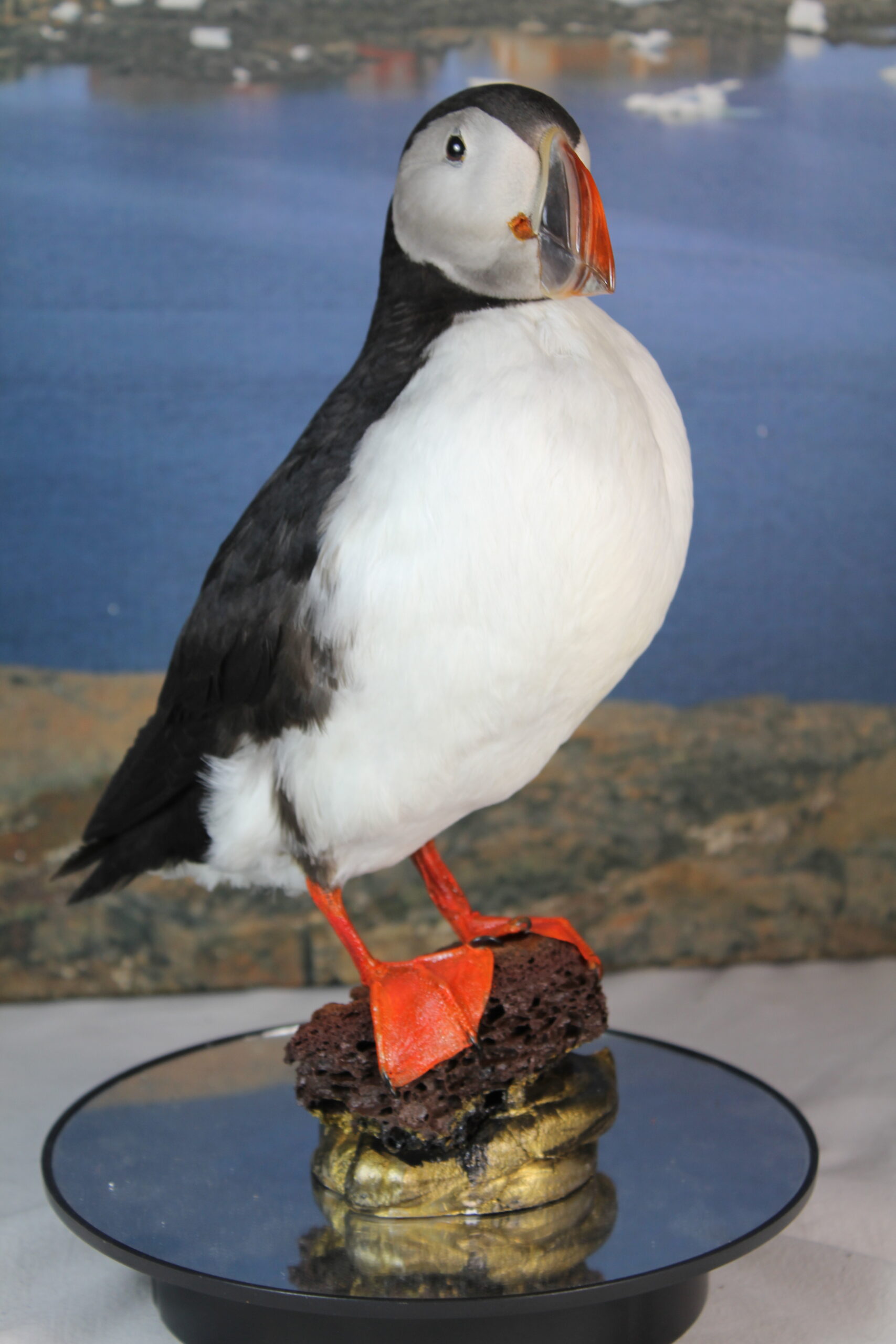 Puffin # 8. Taxidermy - Image 5