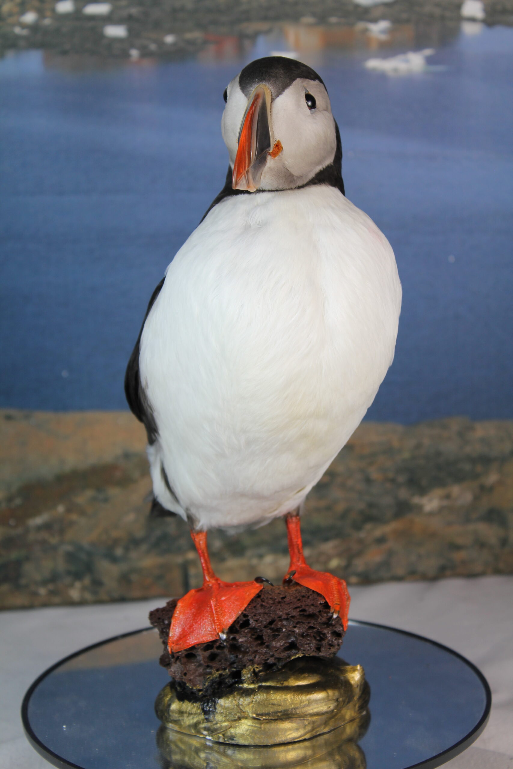 Puffin # 8. Taxidermy - Image 6